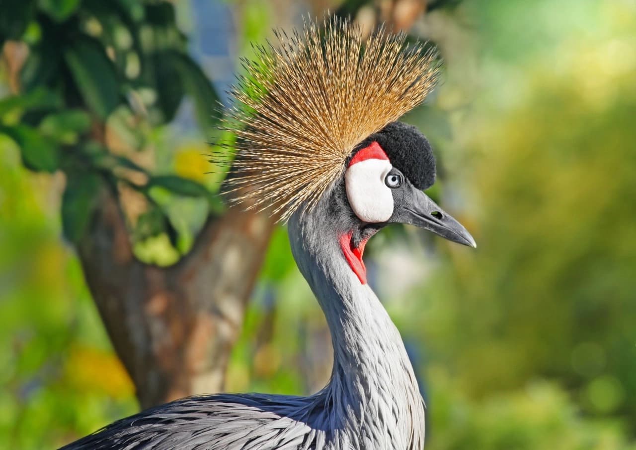 the bird in the savannah of the uganda