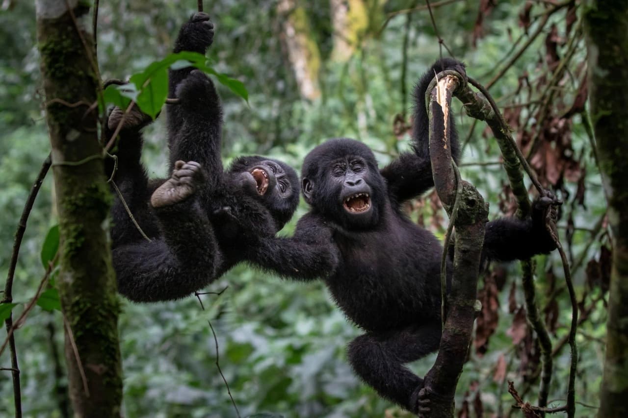 Bwindi Impenetrable Forest with young mountain gorillas in ancient rainforest habitat