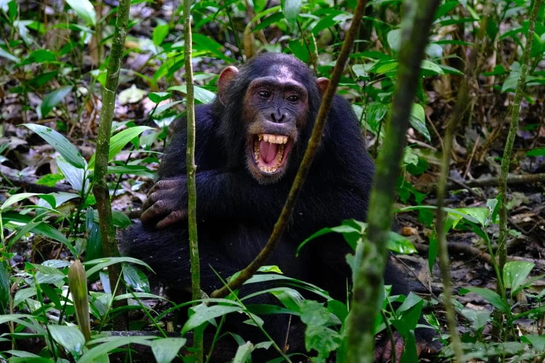 Chimpanzee tracking in Kibale National Park with primate encounters