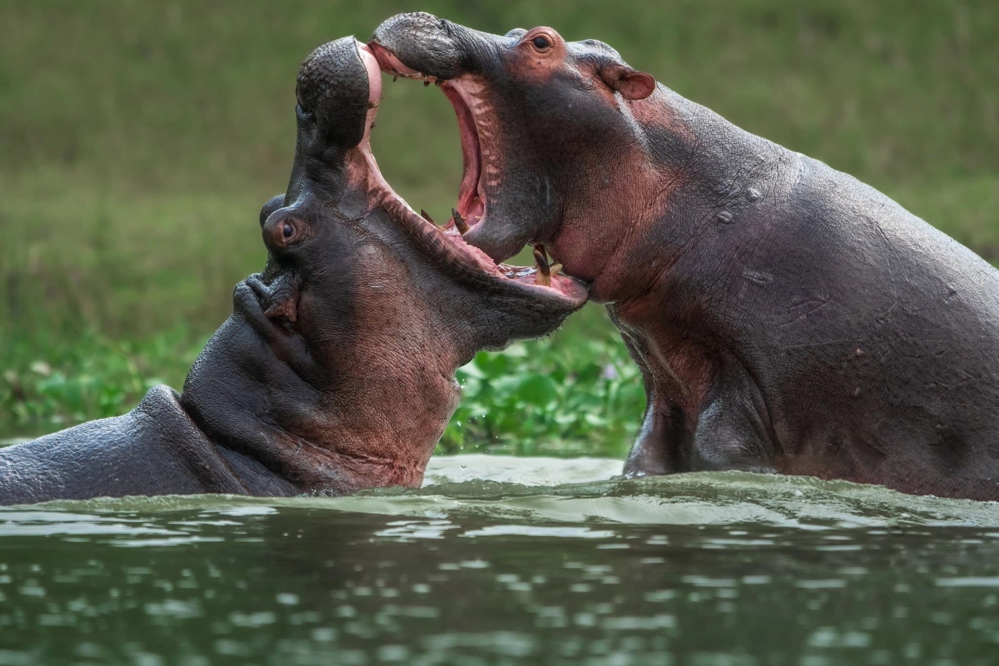 hippos in Kazinga Channel in Queen Elizabeth National Park