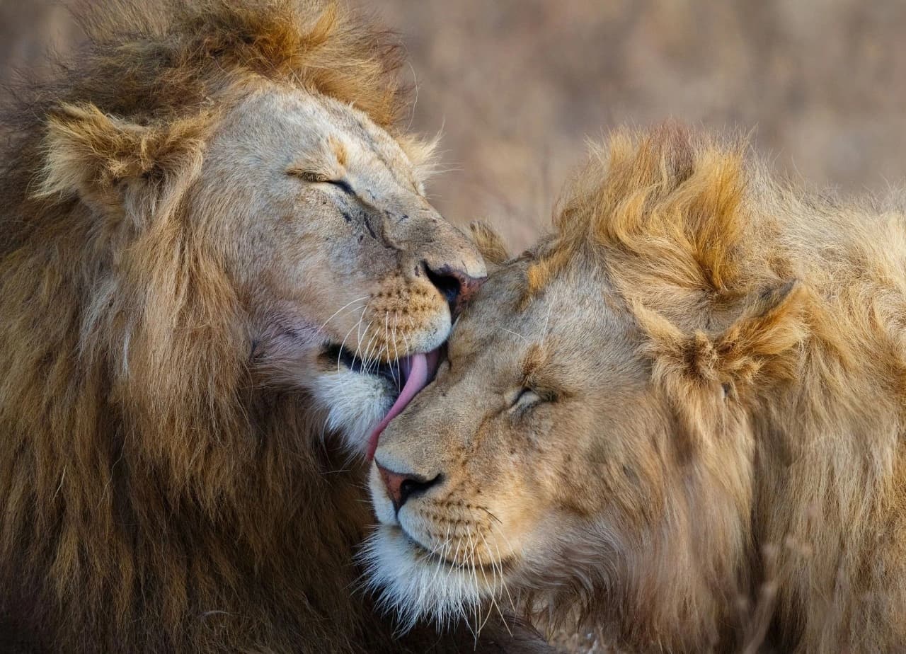 Lions grooming in the kruger national park