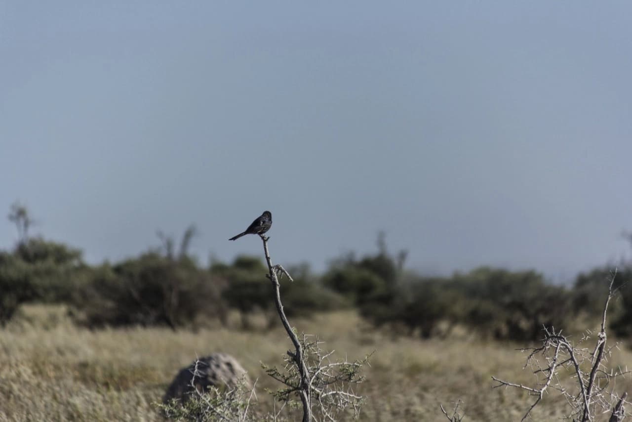 Kruger National Park Big Five wildlife viewing in diverse ecosystems