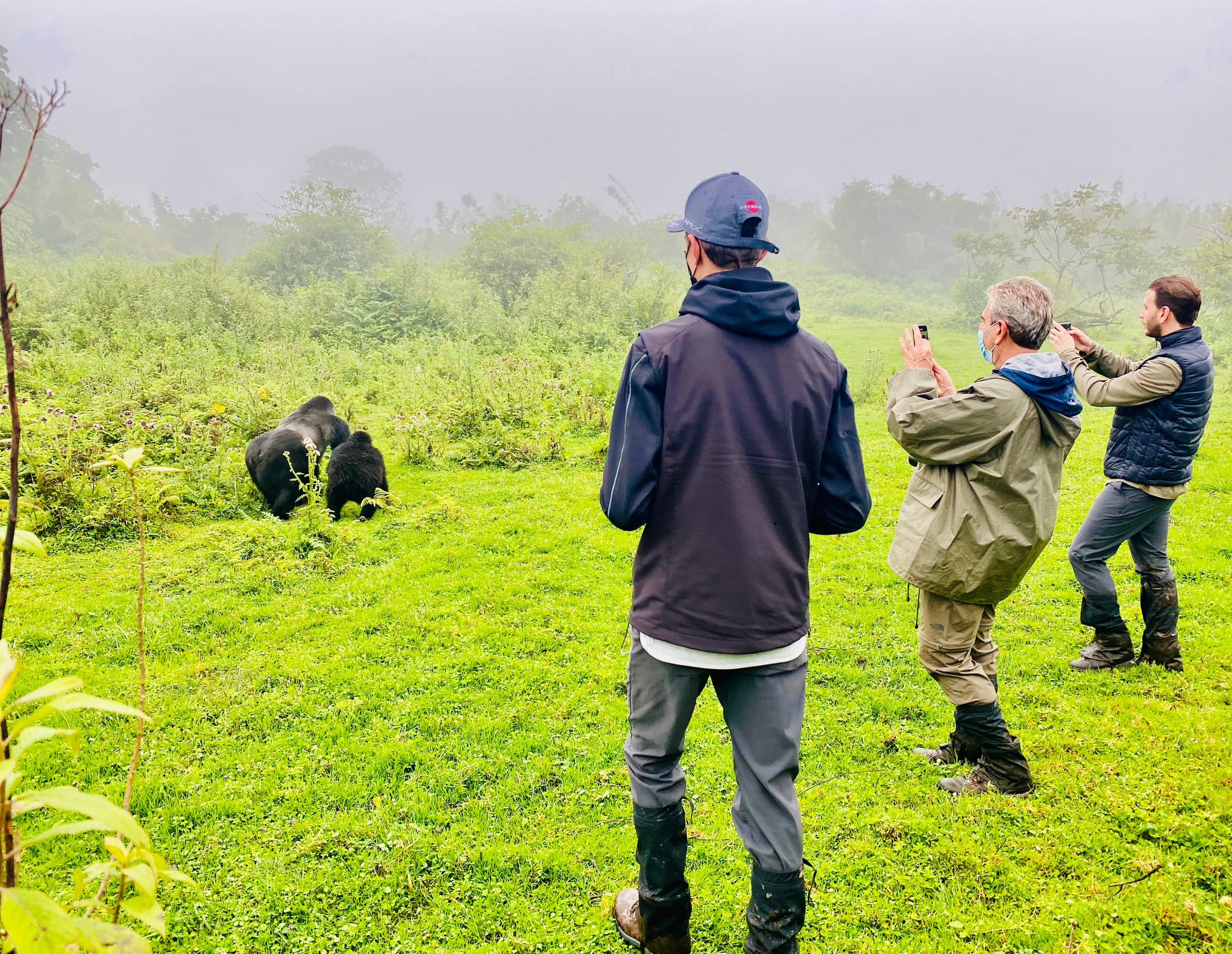 Gorilla trekking experience through misty mountains with mountain gorillas
