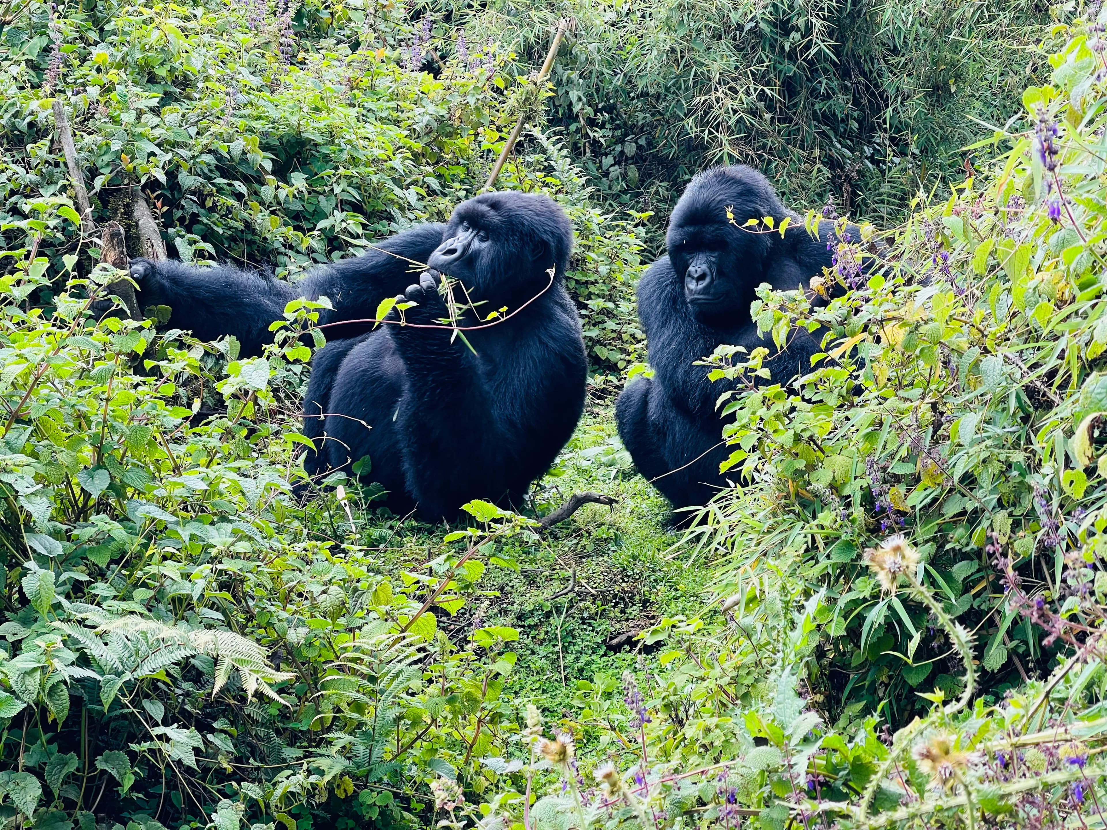 Volcanoes National Park with mountain gorillas in their natural habitat
