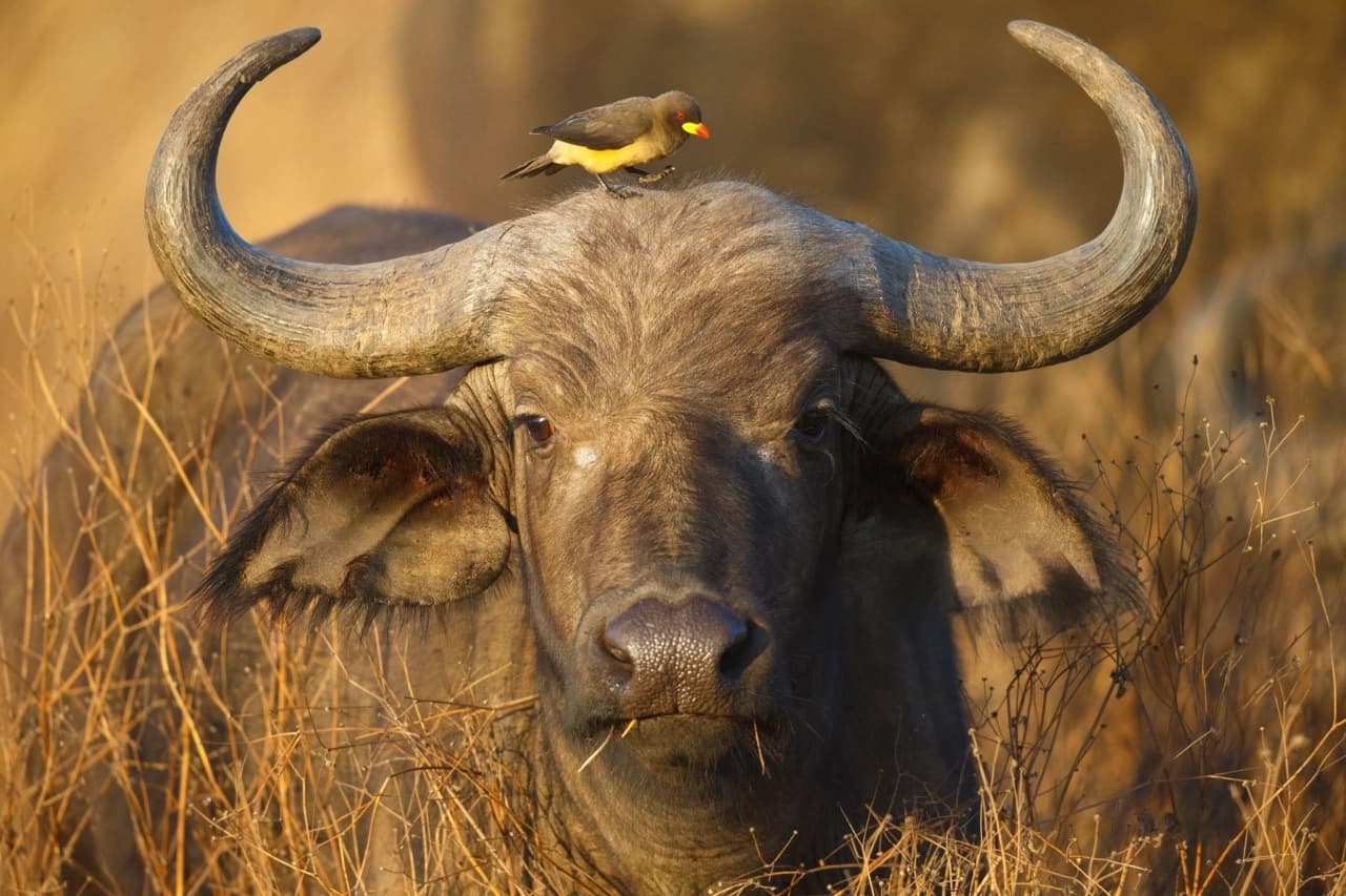 Ngorongoro Crater volcanic caldera with Big Five wildlife concentration