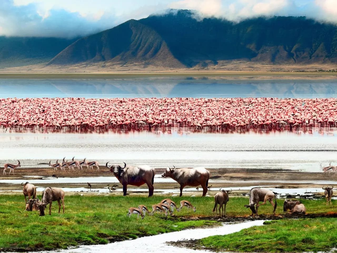 wildlife animals roaming bwside Ngorongoro crater lake