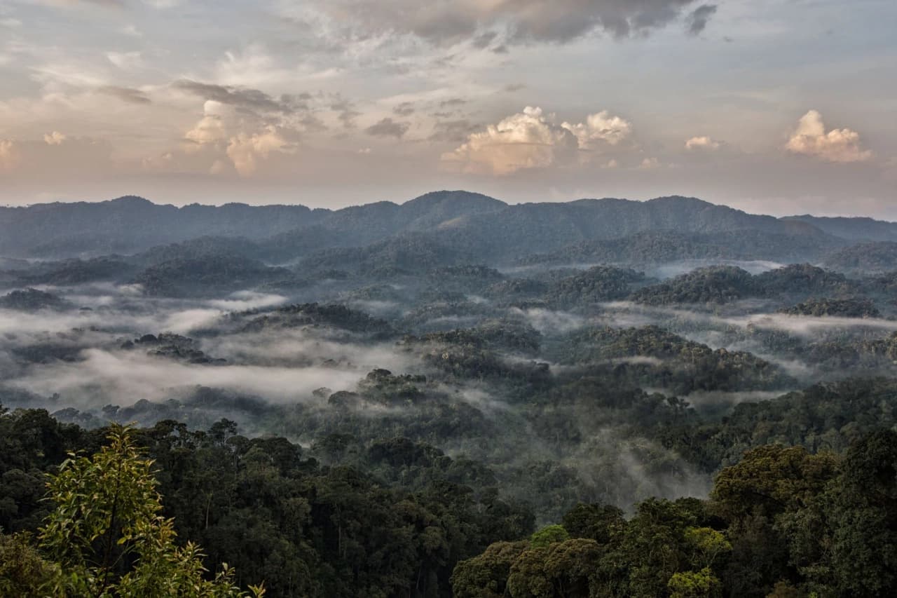 Nyungwe National Park rainforest with mist over it