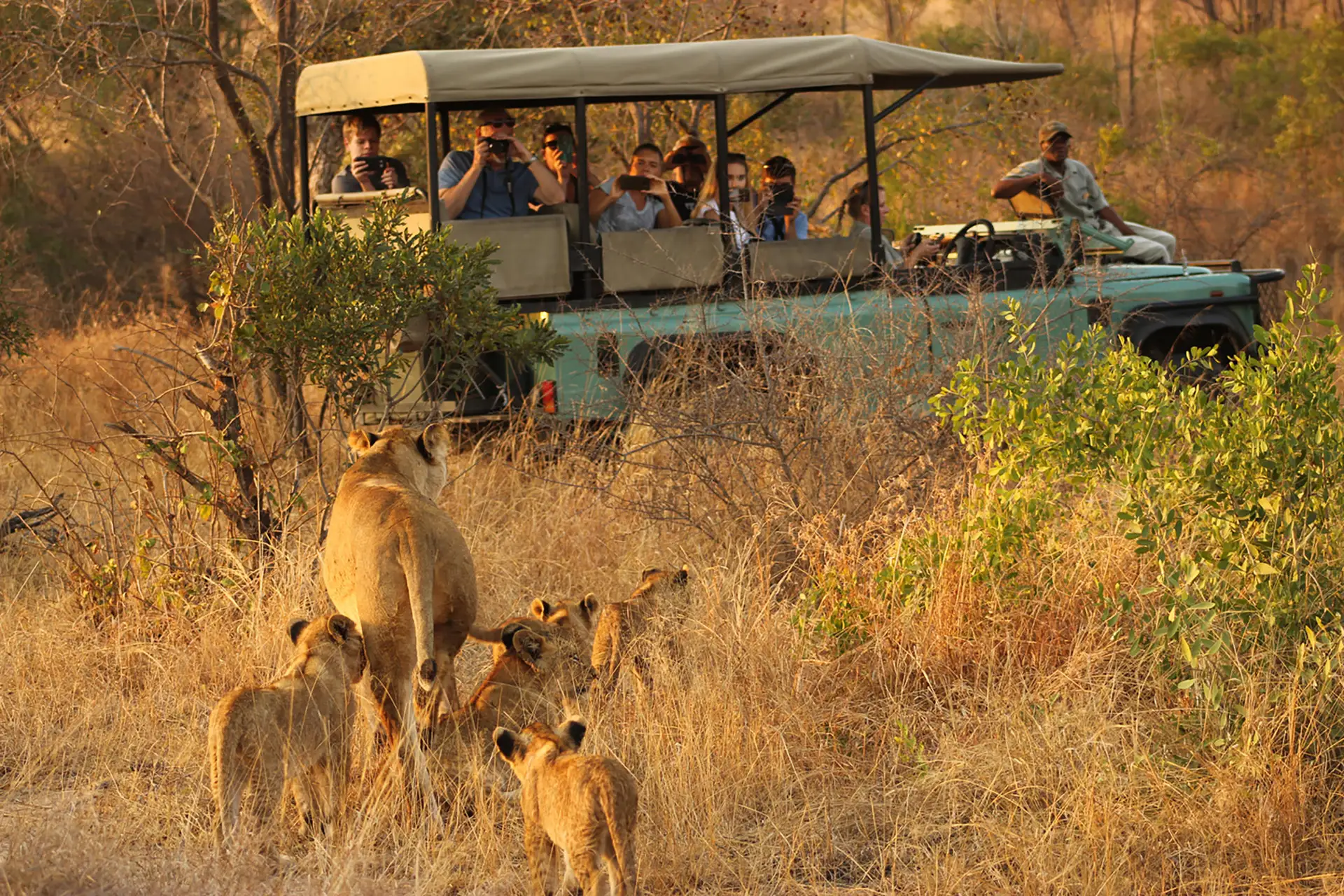 Big Five safari tracking lions,in Kuruger National Park