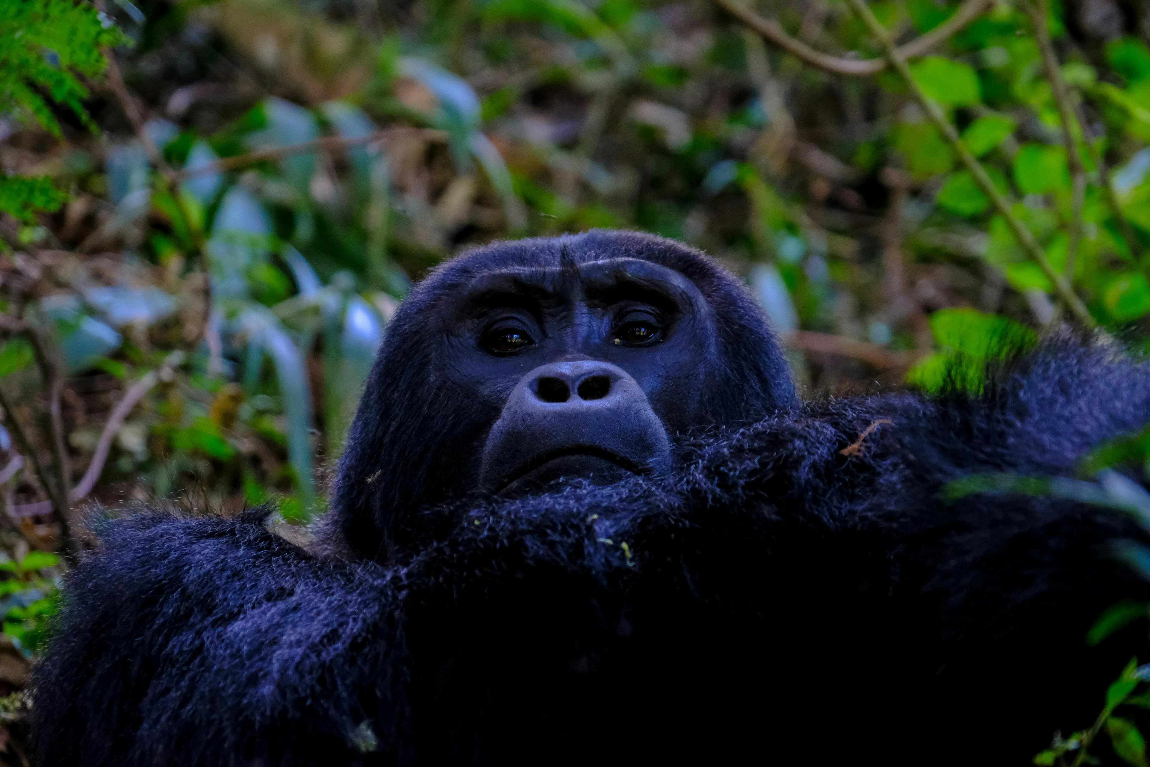 Uganda mountain gorilla trekking encounter