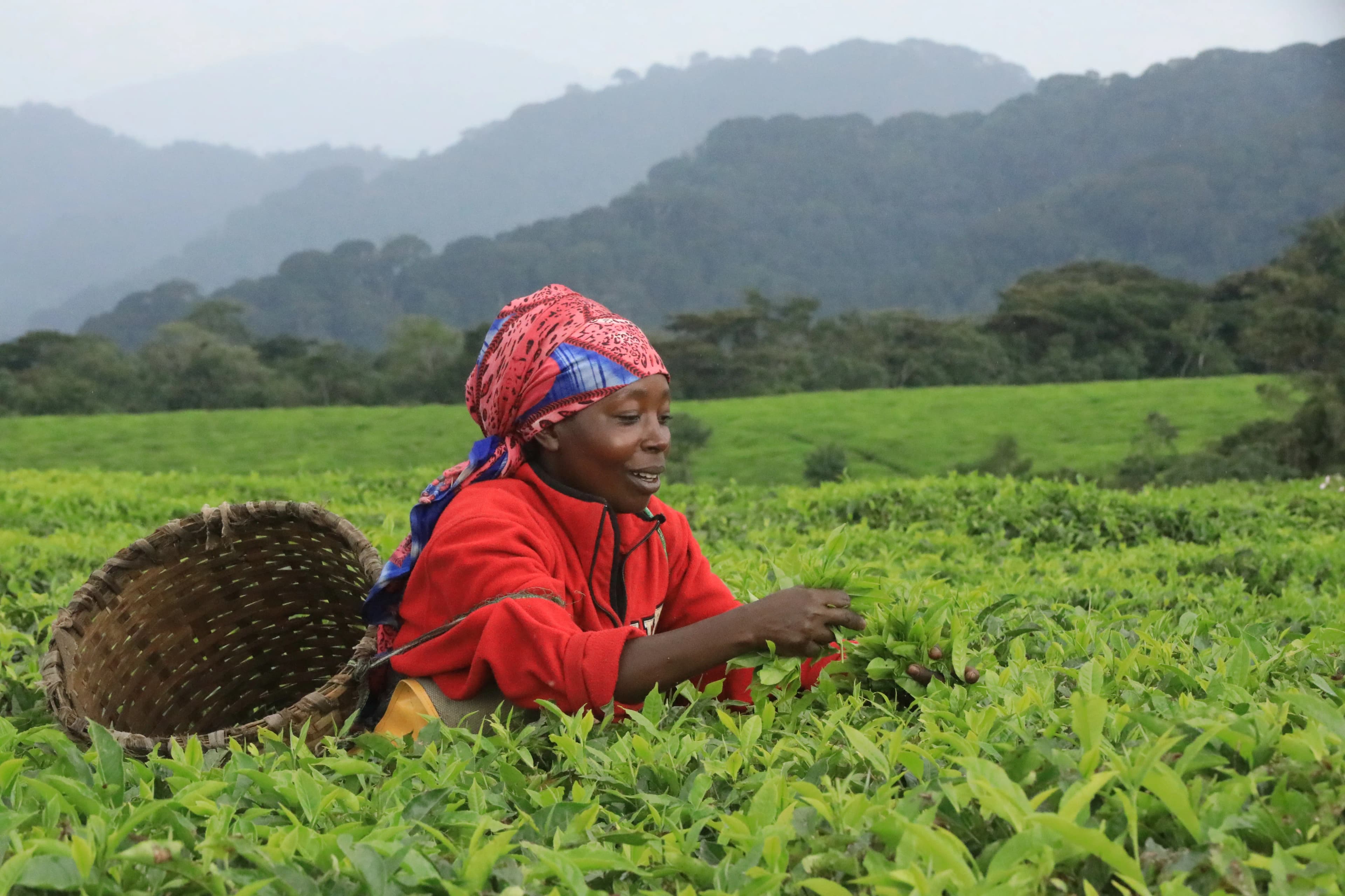 Women tending to sustainable food gardens