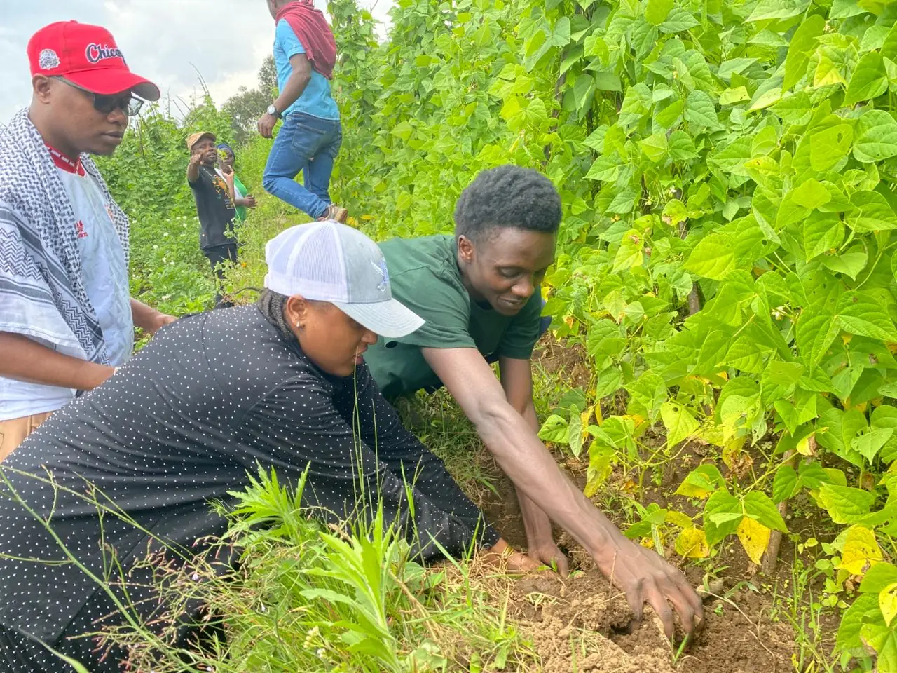 tree plantation initiative starters