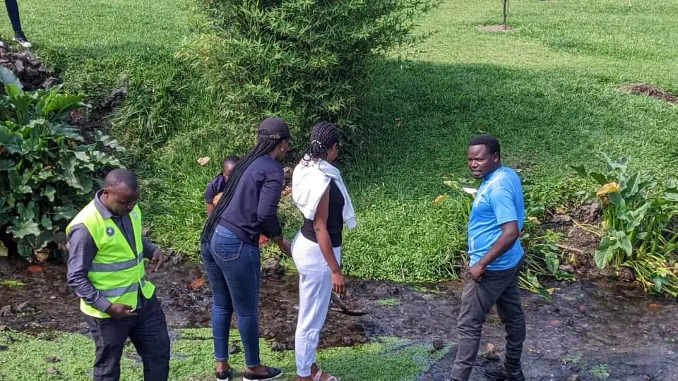 cleaning with trees, removing plastics