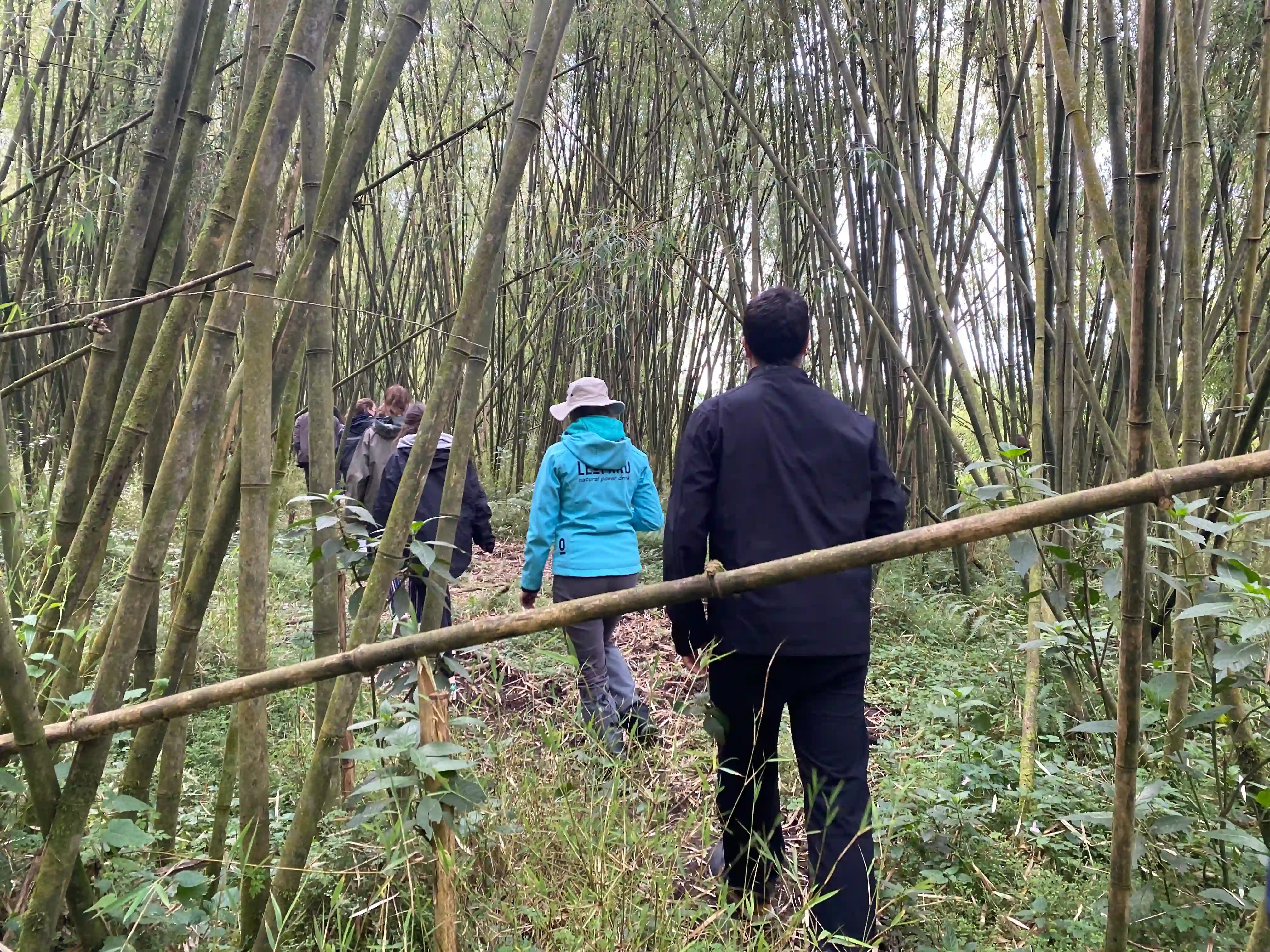 Travelers trekking through bamboo in Volcanoes National Park – essential guide for What to Pack for Gorilla Trekking: Updated Essential List