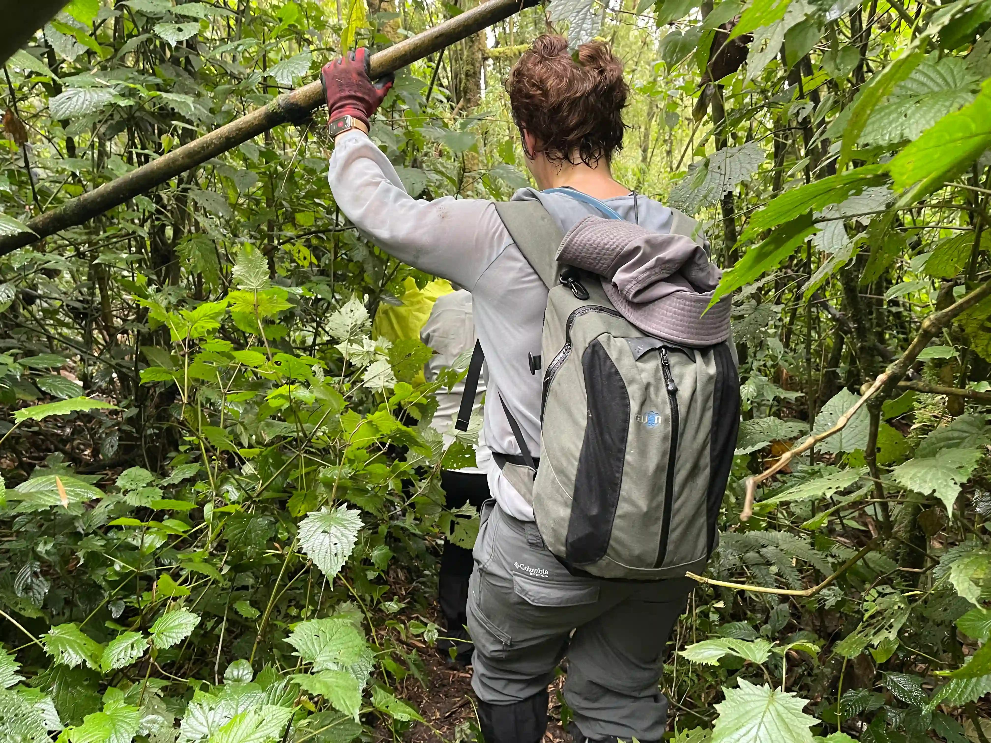 Travelers hiking through the lush rainforest of Volcanoes National Park in Rwanda to encounter a mountain gorilla family in their natural habitat.