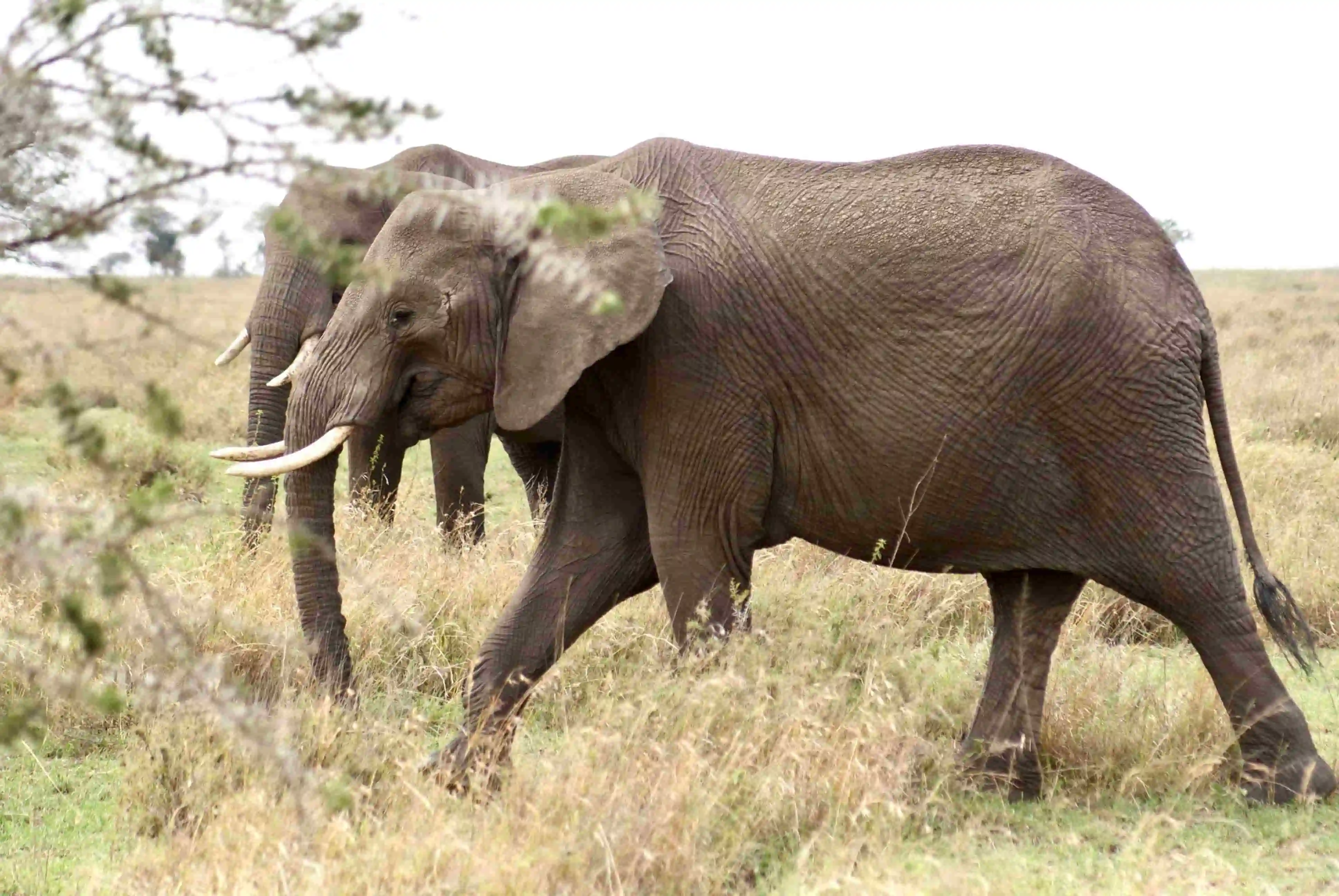 Elephant roaming freely in Addo Elephant National Park during a big five viewing safari in South Africa.