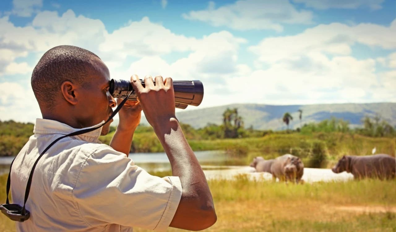 Safari guide in Akagera National Park observing a hippo through binoculars during a big five viewing experience.