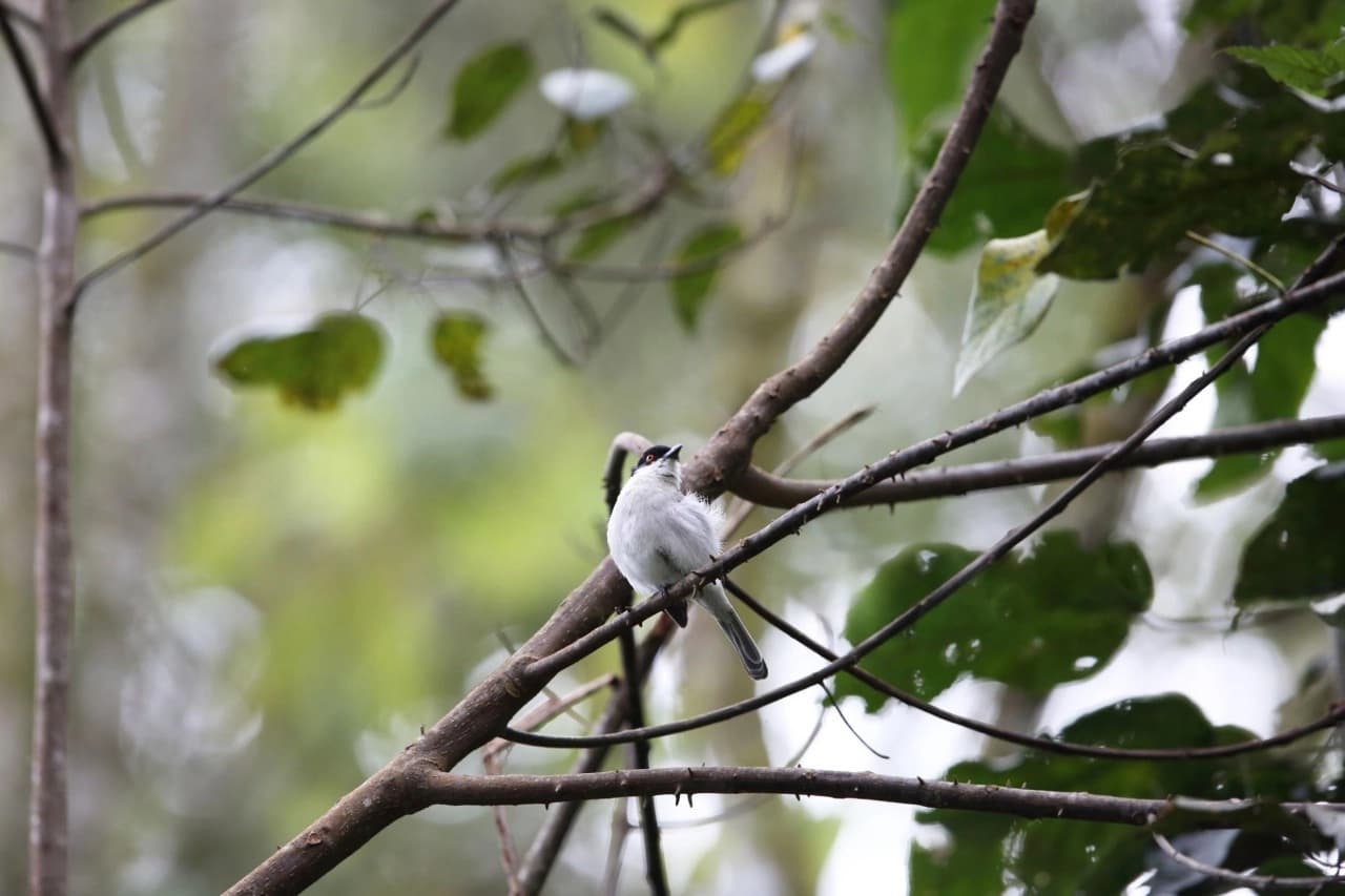 Bird perched in the rainforest canopy of Nyungwe National Park: Complete Travel Guide – wildlife photography showcasing Rwanda’s rich biodiversity.