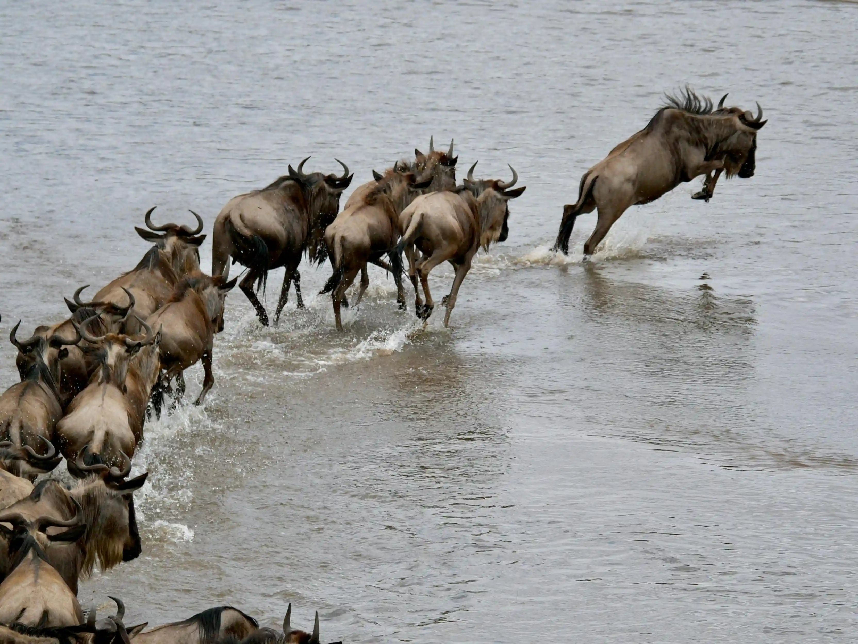 Massive wildebeest migration crossing the Serengeti River in Tanzania during the Great Migration, showcasing Africa’s wild beauty and natural wonder.