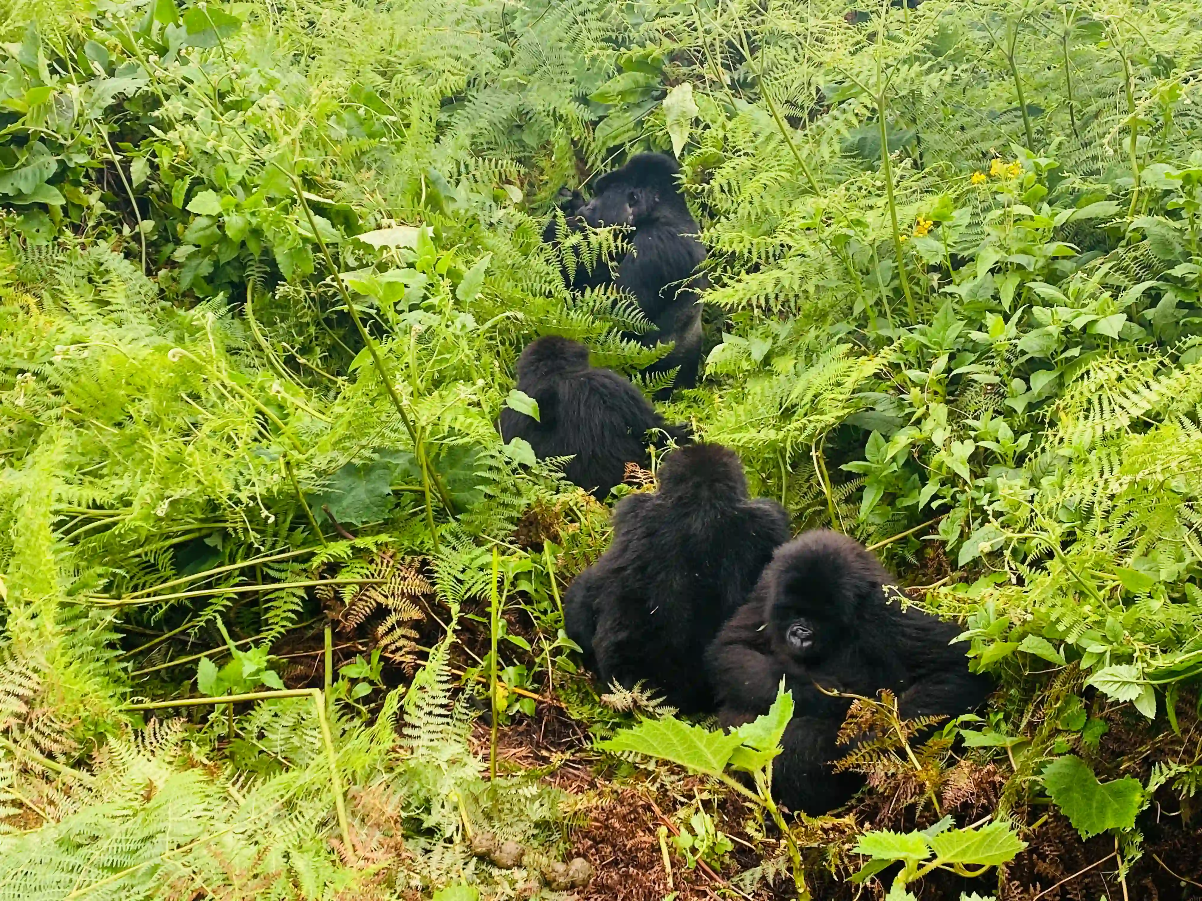 Mountain gorilla family resting together in a natural nest among the dense Bwindi Impenetrable Forest rushes during a gorilla trekking experience in Bwindi National Park, Uganda
