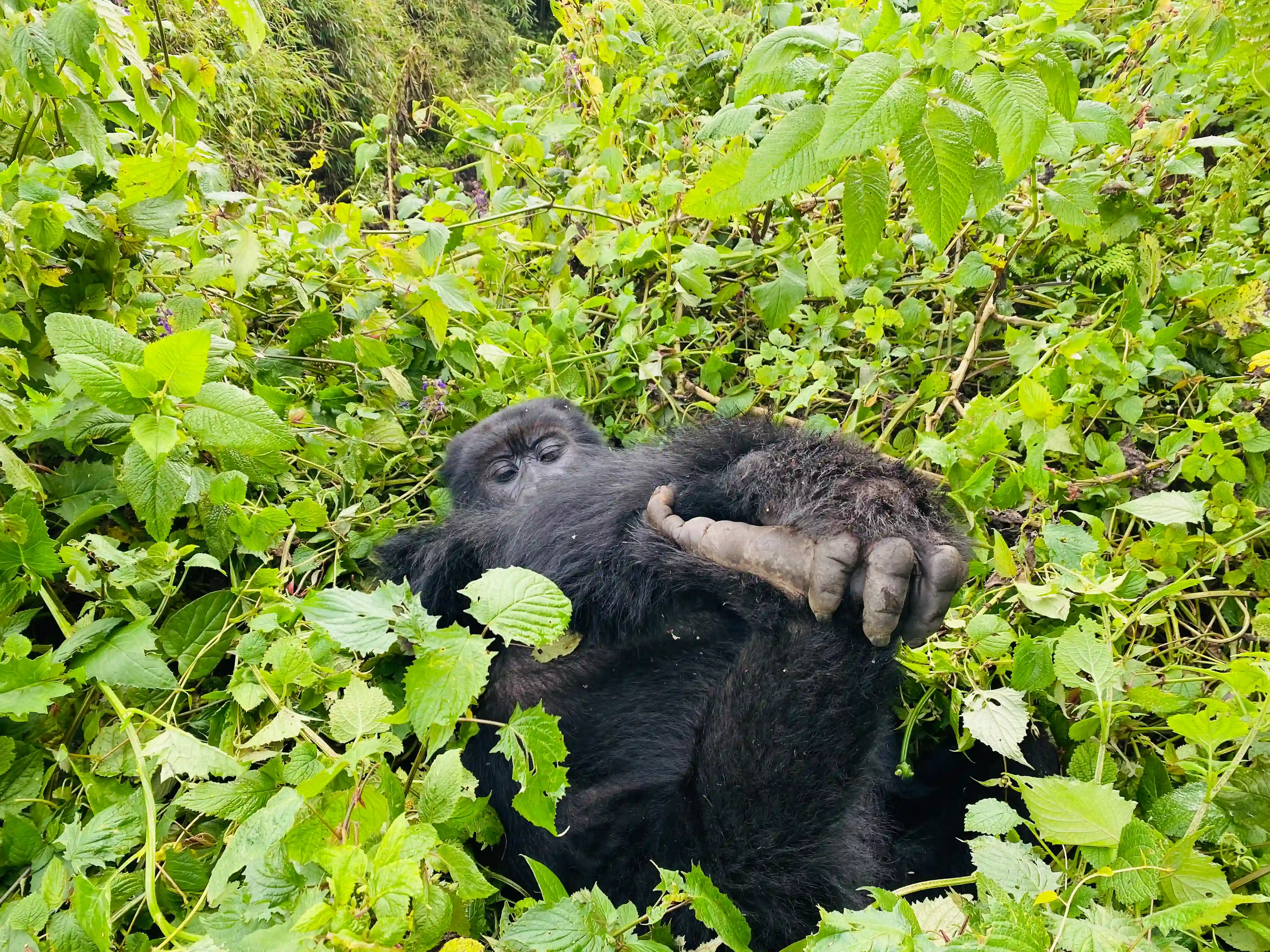 Resting mountain gorilla lying on rush green vegetation with one leg raised in Bwindi Impenetrable National Park during a gorilla trekking experience.