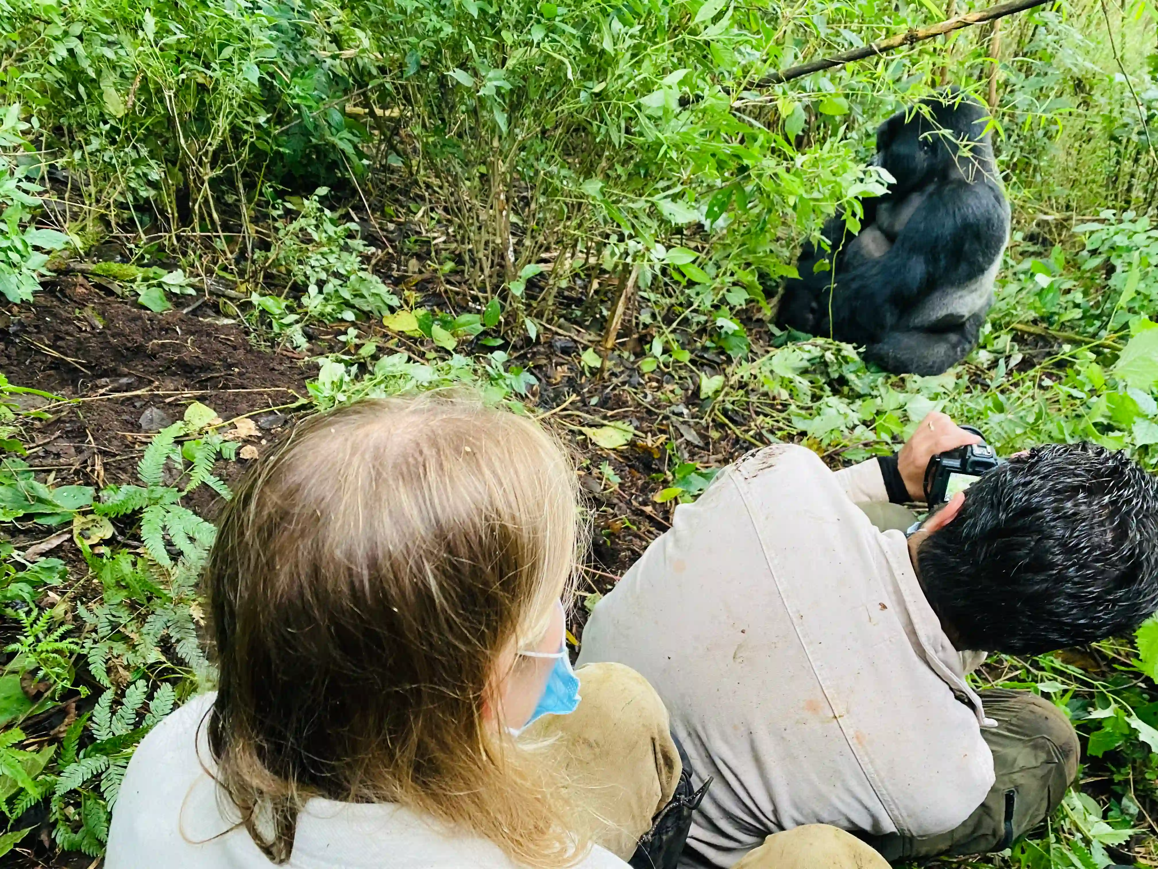 Traveler photographing a mountain gorilla during mountain gorilla trekking in Bwindi National Park, with his wife standing behind him on the forest trail.