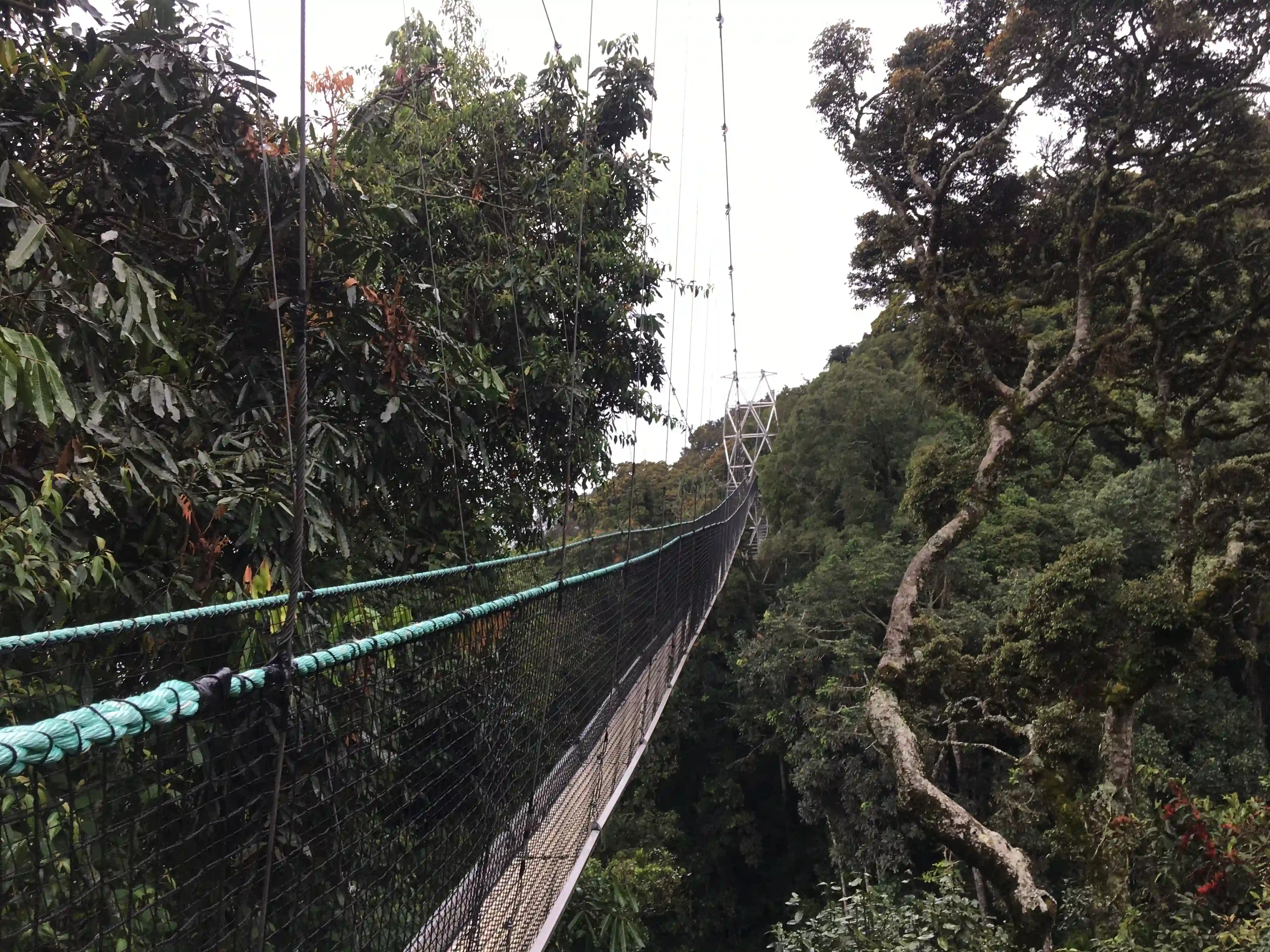 Canopy walk in Nyungwe National Park in Rwanda with travelers crossing a suspended bridge above the lush rainforest.