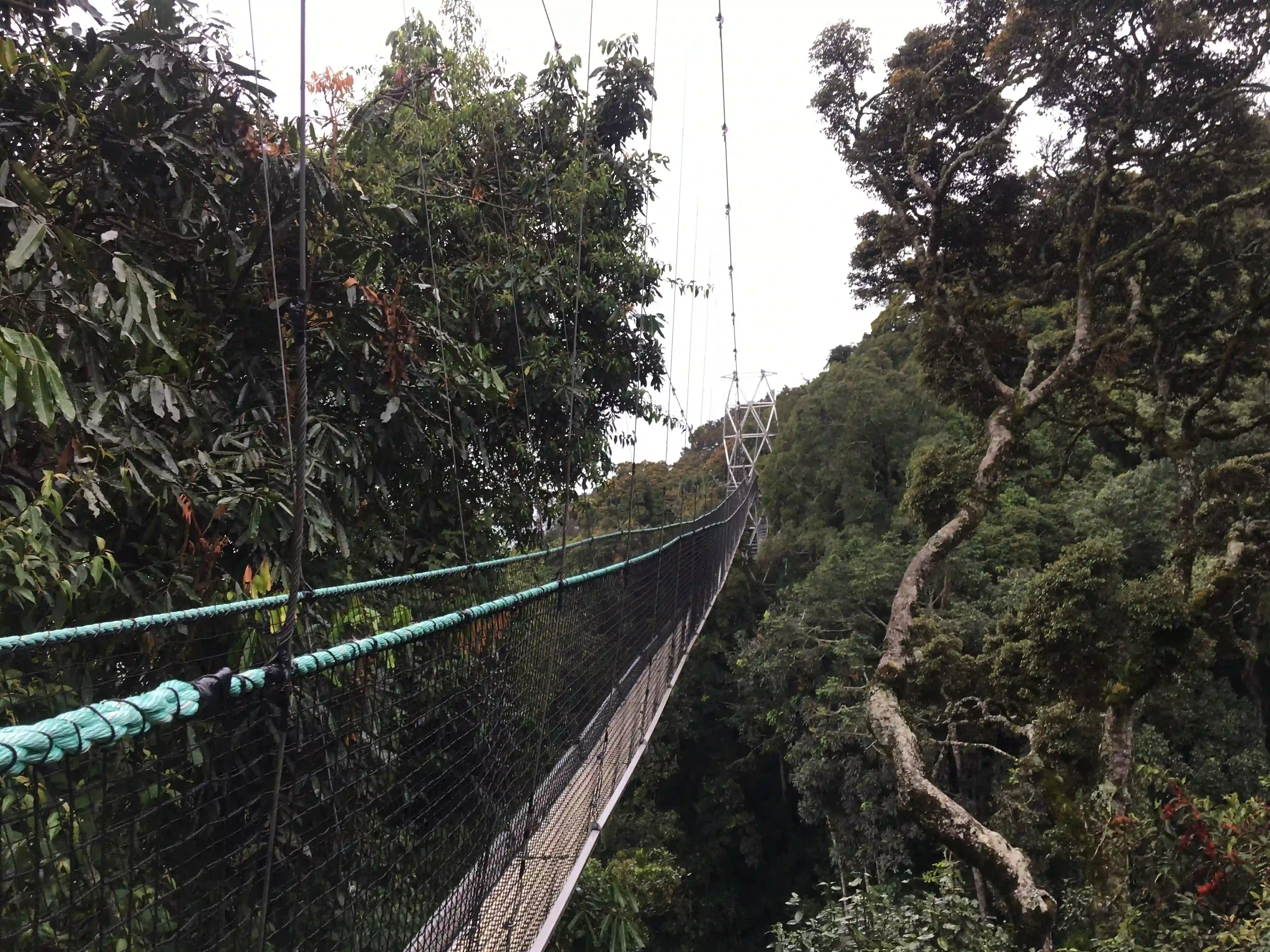 Canopy walk in Nyungwe Forest National Park, Rwanda — breathtaking rainforest views and thrilling adventure experience"