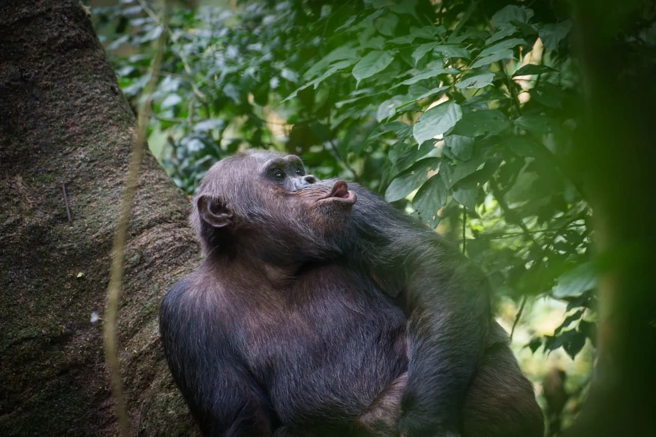 Chimpanzee resting in the lush green canopy of Nyungwe National Park in Rwanda, surrounded by dense tropical rainforest vegetation.
