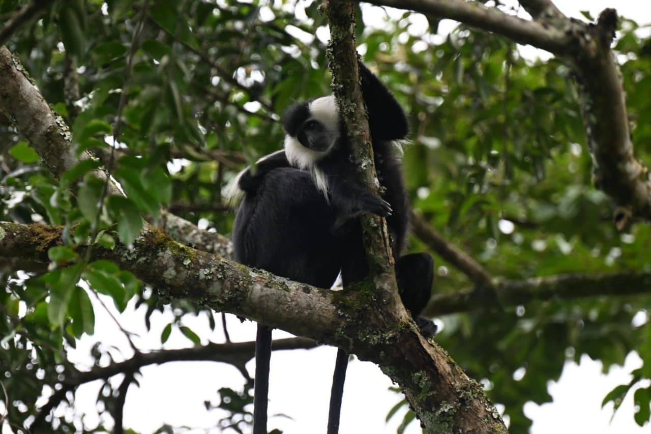 Colobus monkey perched on a tree in Nyungwe National Park: Complete Travel Guide