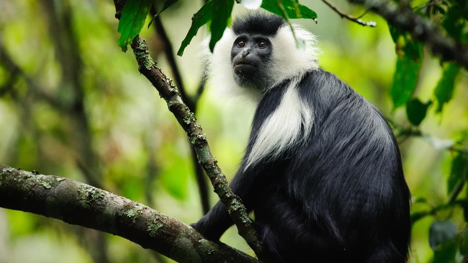 Colobus monkey perched high in a lush canopy inside Nyungwe National Park in Rwanda, surrounded by dense tropical rainforest.