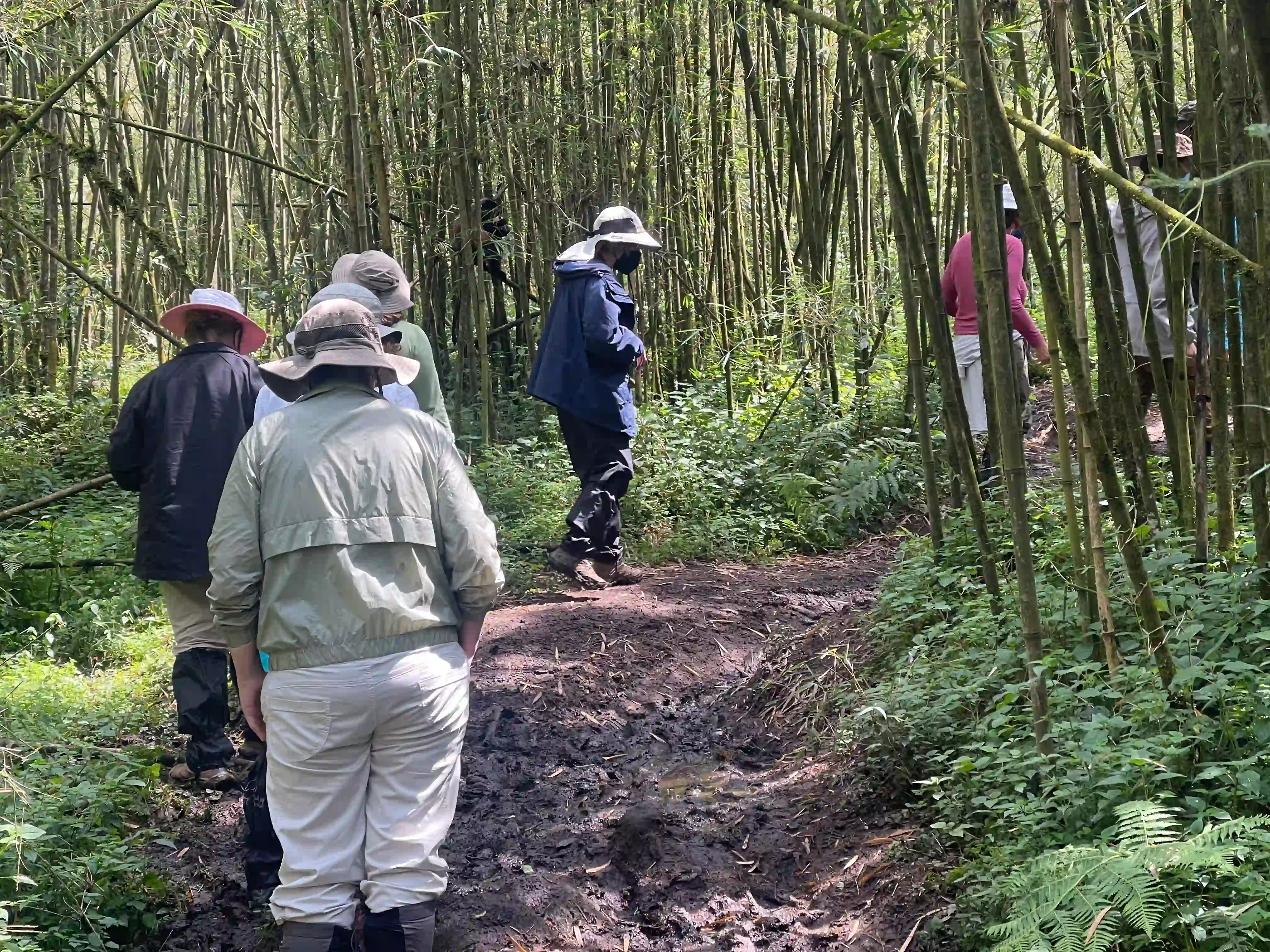 Conservation travelers hiking through lush trails to meet a gorilla family in Volcanoes National Park, Rwanda