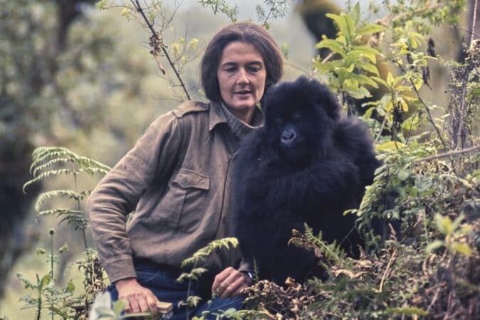 Dian Fossey with mountain gorilla in the Volcanoes National Park