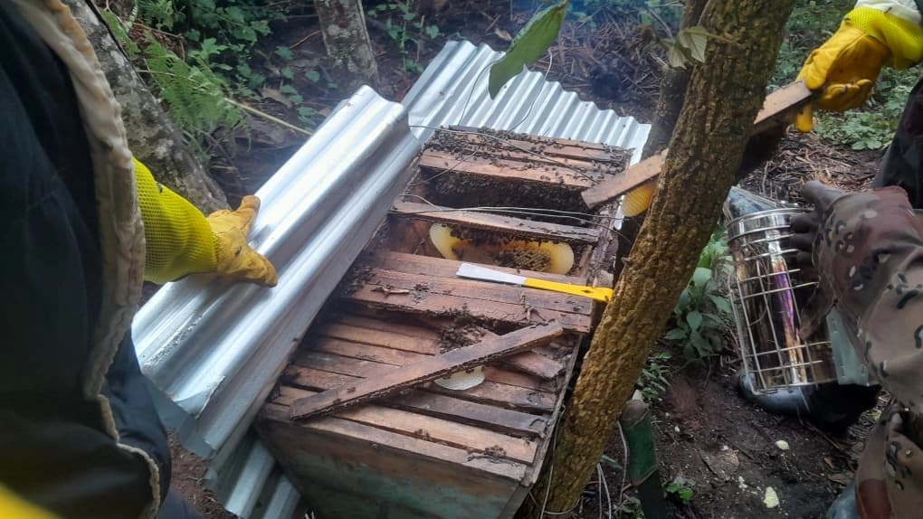 Eco Hive Guardians harvesting honey in community-led beekeeping project supporting local development and park conservation in Rwanda.