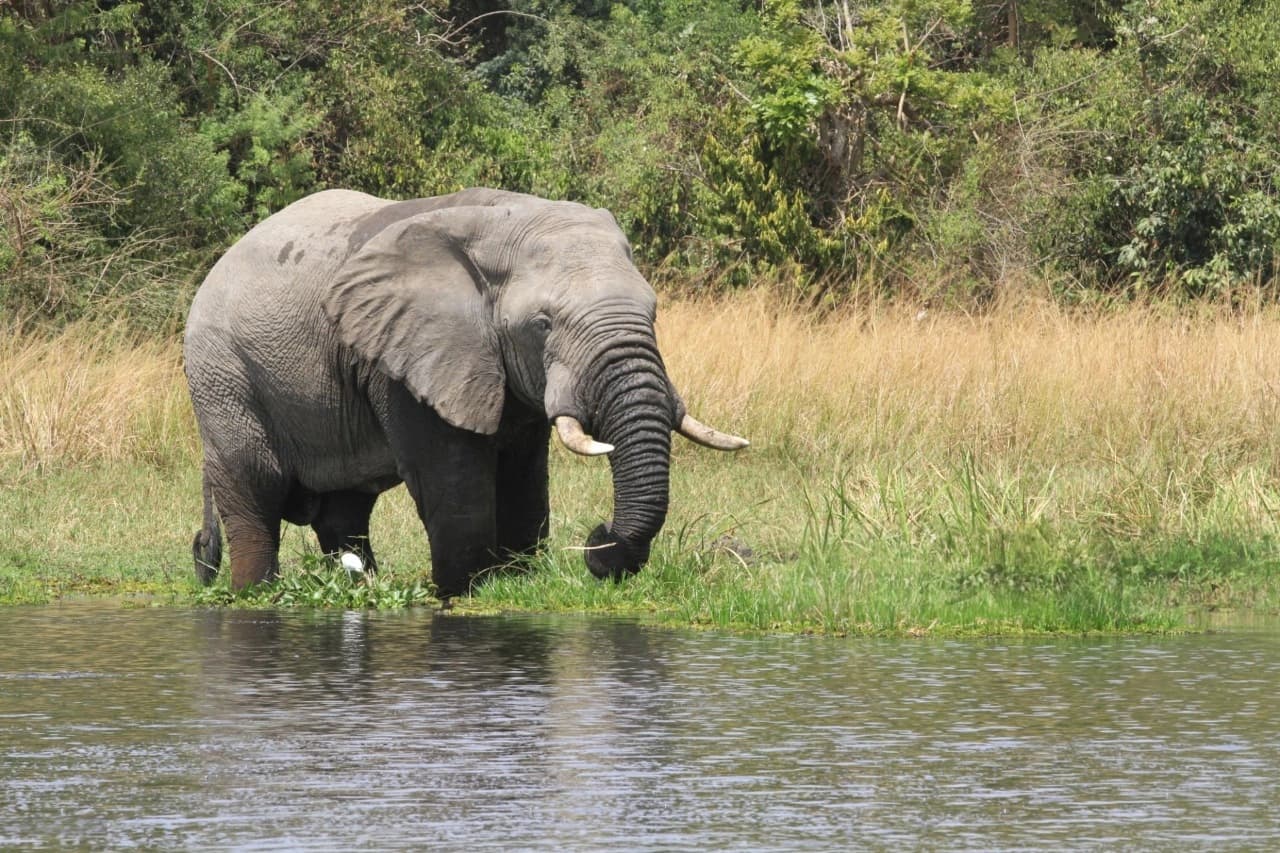 Elephant roaming along the riverbank at Murchison Falls National Park during a big five viewing safari experience.