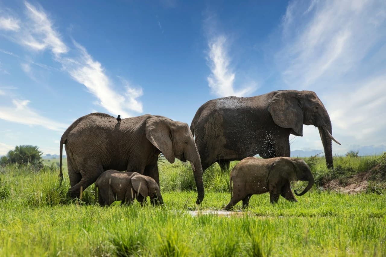 Elephants roaming freely across the savannah of Murchison Falls National Park, showcasing iconic wildlife experiences and comparing Queen Elizabeth vs Murchison Falls safaris in Uganda.