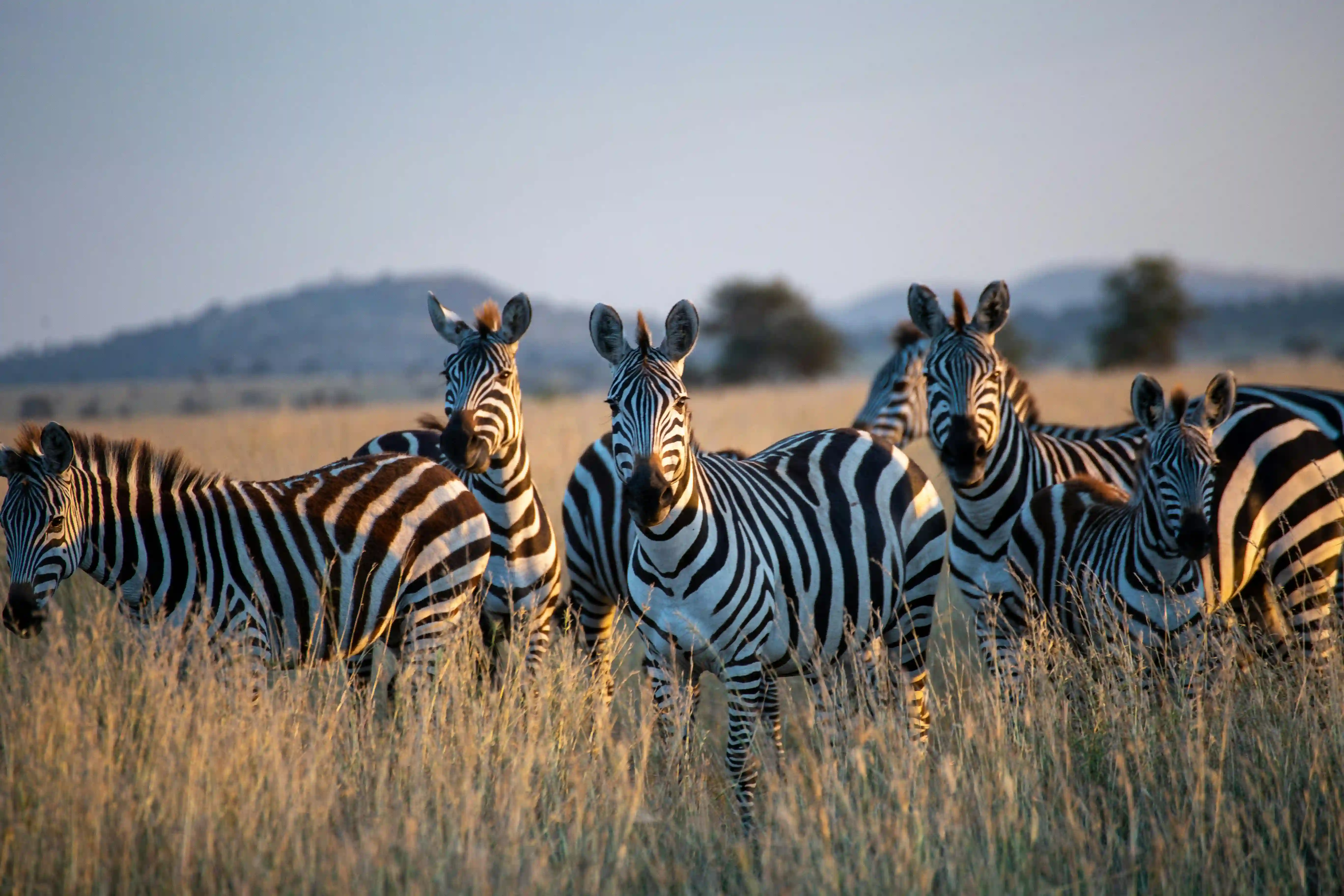 Zebras grazing in the golden savanna of Serengeti National Park, Tanzania — a stunning glimpse of Africa’s untamed beauty.