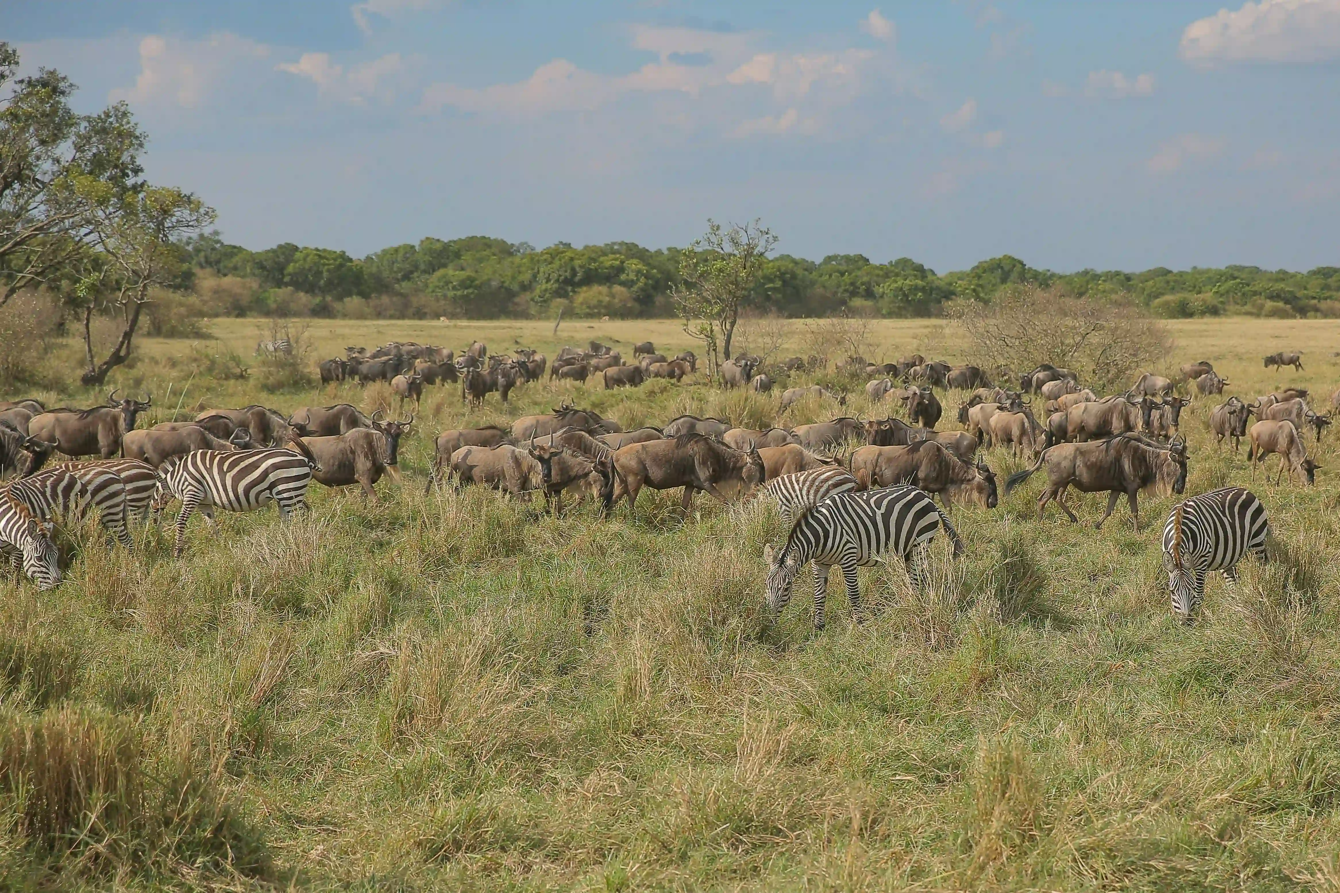 Zebras and buffalo grazing together in Serengeti National Park, Tanzania, showcasing Africa wildlife harmony and safari adventure.