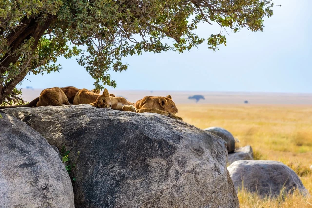 A pride of lions resting on sun-warmed rocks in the Serengeti savannah, showcasing classic Big Five viewing in Tanzania.