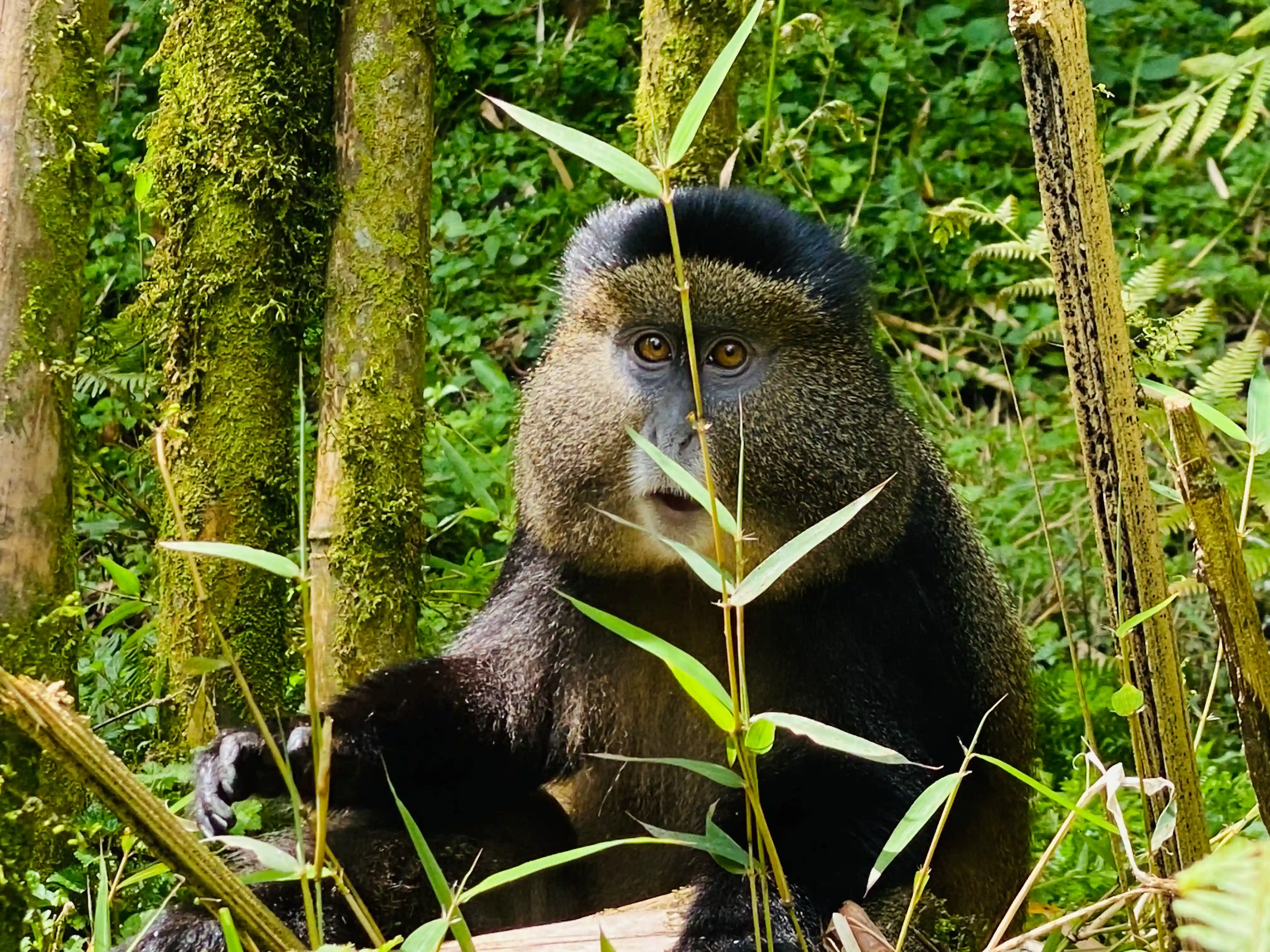 Golden monkey in Volcanoes National Park, Rwanda — rare primate with vibrant golden fur resting in lush bamboo forest.