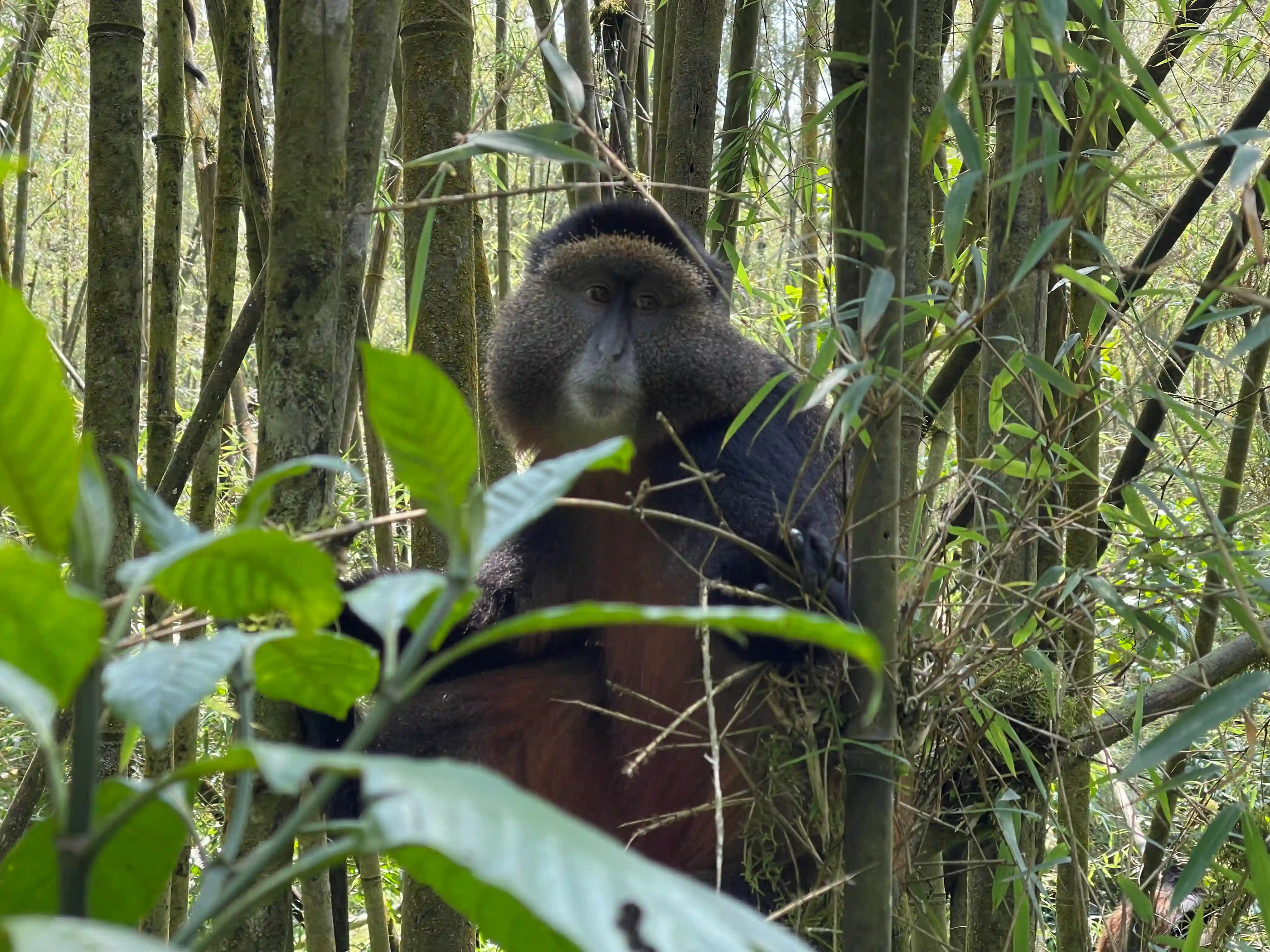 Golden monkey perched in the lush bamboo forest of Mgahinga National Park, Uganda, captured during a guided trekking experience.