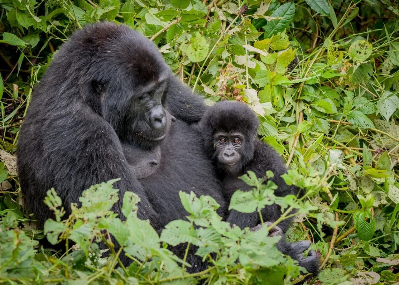 Best Time to Visit Bwindi for Mountain Gorilla Trekking — a gentle mountain gorilla mother cradling her baby in the lush Bwindi Impenetrable Forest, Uganda.