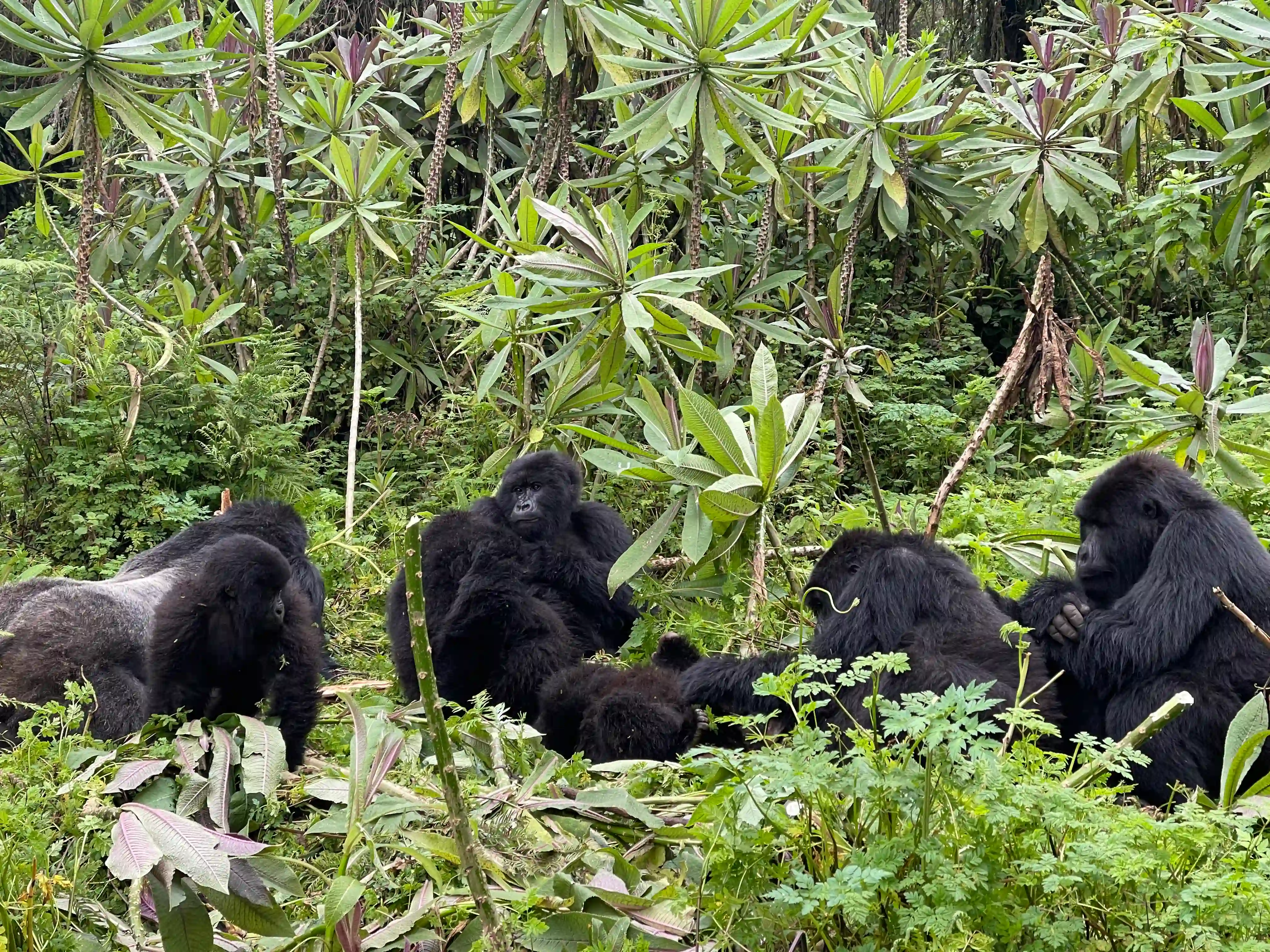 Mountain gorilla family resting together in Volcanoes National Park, showcasing their natural behavior and strong social bonds — interesting facts about mountain gorilla family.