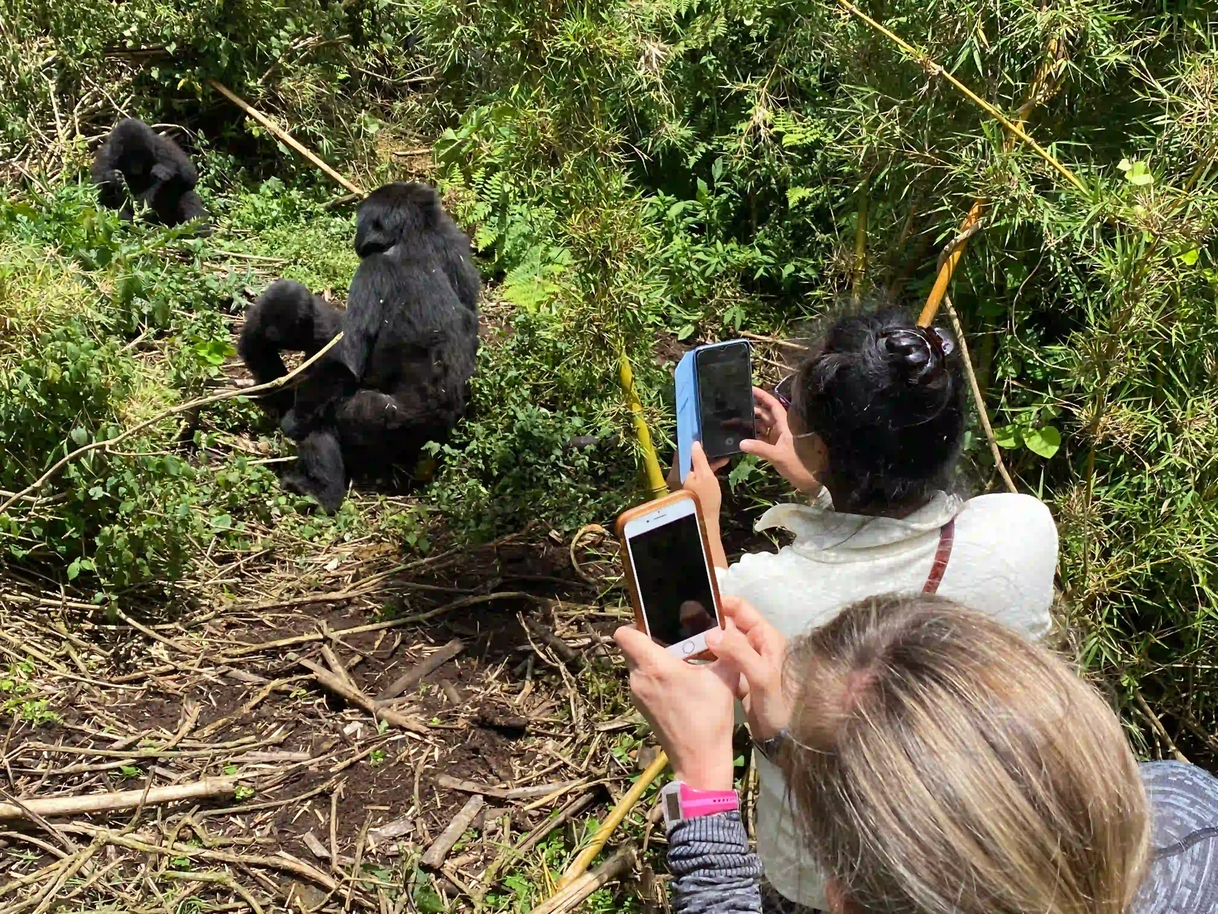 Family exploring Volcanoes National Park, Rwanda during a gorilla trekking adventure, highlighting the gorilla trekking age limit for visitors.