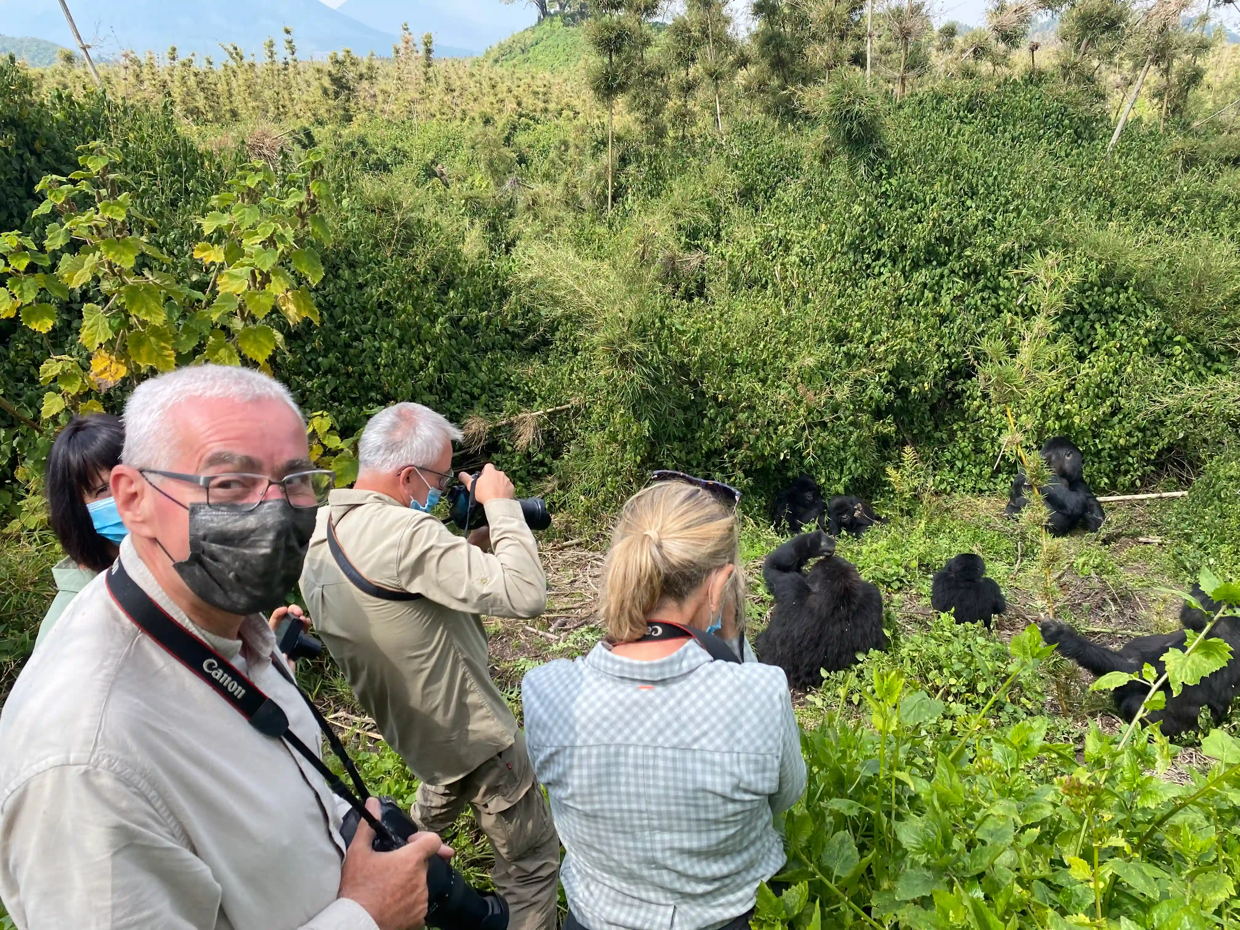Luxury travelers experiencing an unforgettable mountain gorilla trekking adventure in the lush forests of Rwanda or Uganda.