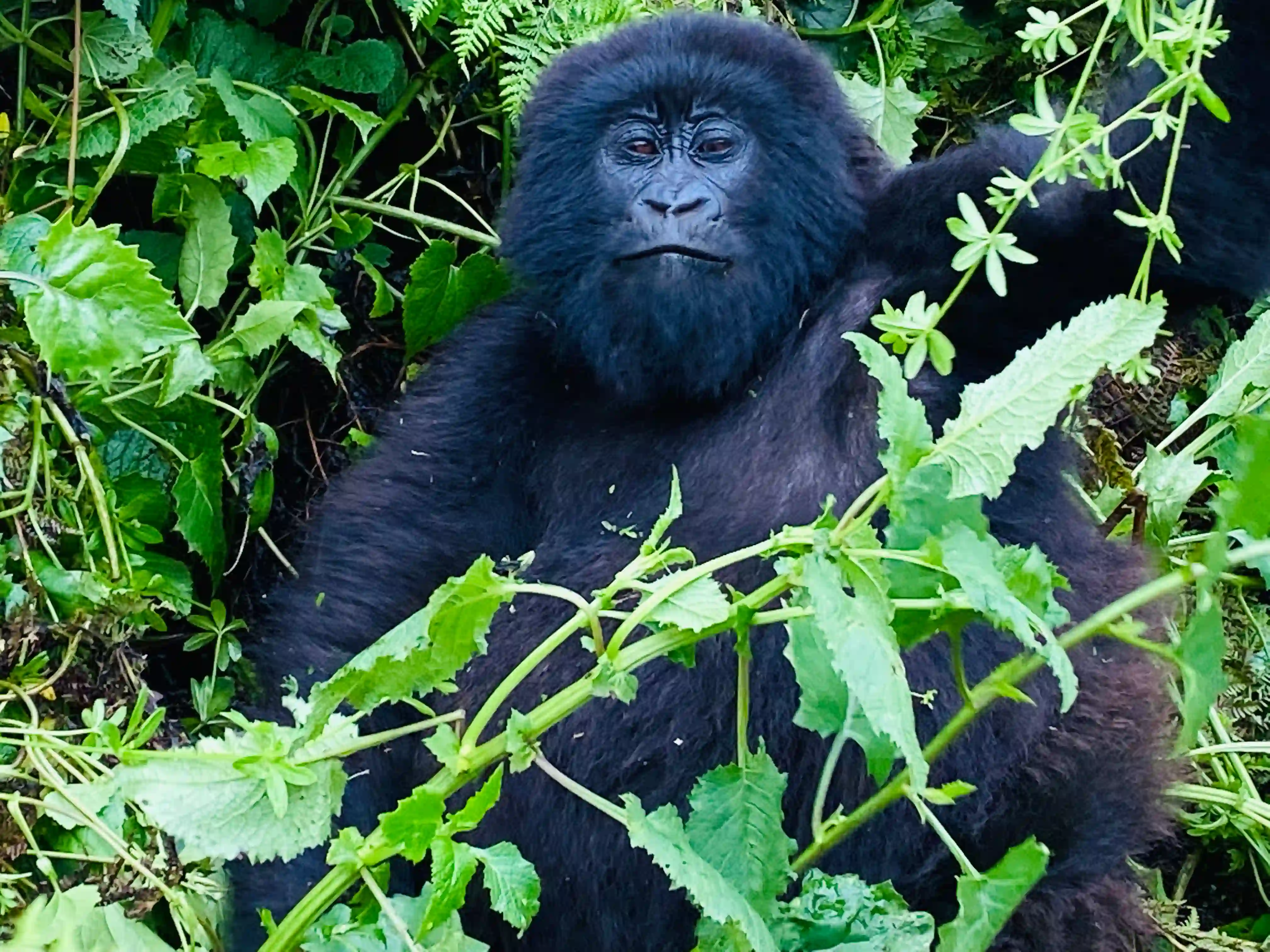 A mountain gorilla in the lush forests of Bwindi National Park facing a traveler during a gorilla trek, illustrating the gorilla trekking age limit experience.