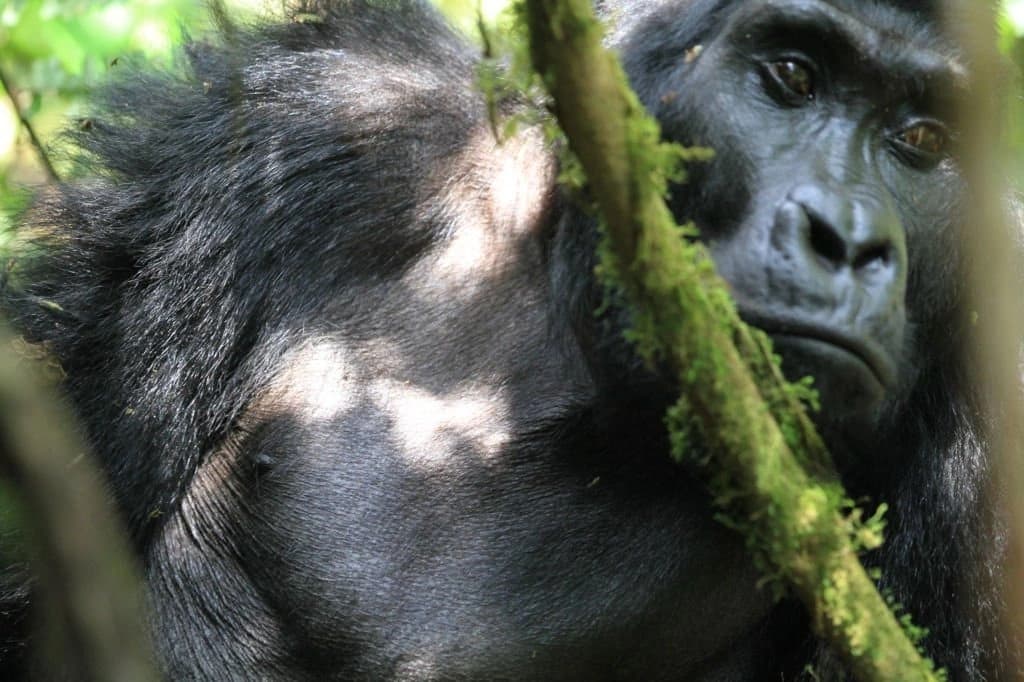 A powerful mountain gorilla sits quietly among dense green foliage in Bwindi Impenetrable National Park, Uganda, offering an intimate glimpse into one of Africa’s most extraordinary wildlife encounters. The gorilla’s expressive eyes reflect intelligence, calm, and a deep connection to its forest home, surrounded by towering trees, tangled vines, and misty undergrowth that define Bwindi’s ancient rainforest. This image represents the heart of Uganda Safaris for Families: Wildlife and Culture Tours, where parents and children experience conservation-focused gorilla trekking, ethical wildlife encounters, and meaningful cultural exchanges with local communities. Uganda family safaris combine education, adventure, and emotional storytelling, allowing families to witness endangered mountain gorillas in their natural habitat while learning about biodiversity, conservation efforts, and Uganda’s rich cultural heritage.