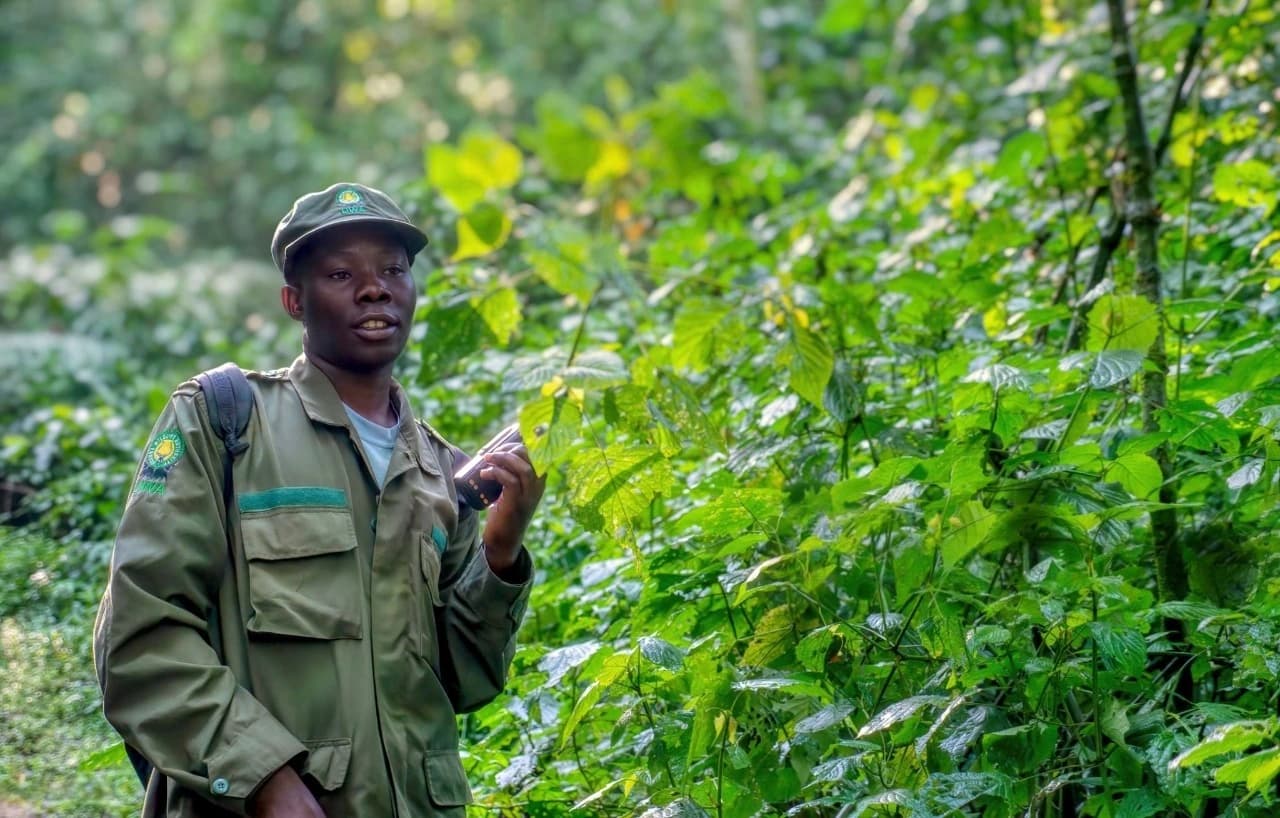 Park guide in Bwindi Impenetrable Forest leading travelers during mountain gorilla trekking, illustrating the Best Time to Visit Bwindi for Mountain Gorilla Trekking with lush rainforest scenery and expert guidance.