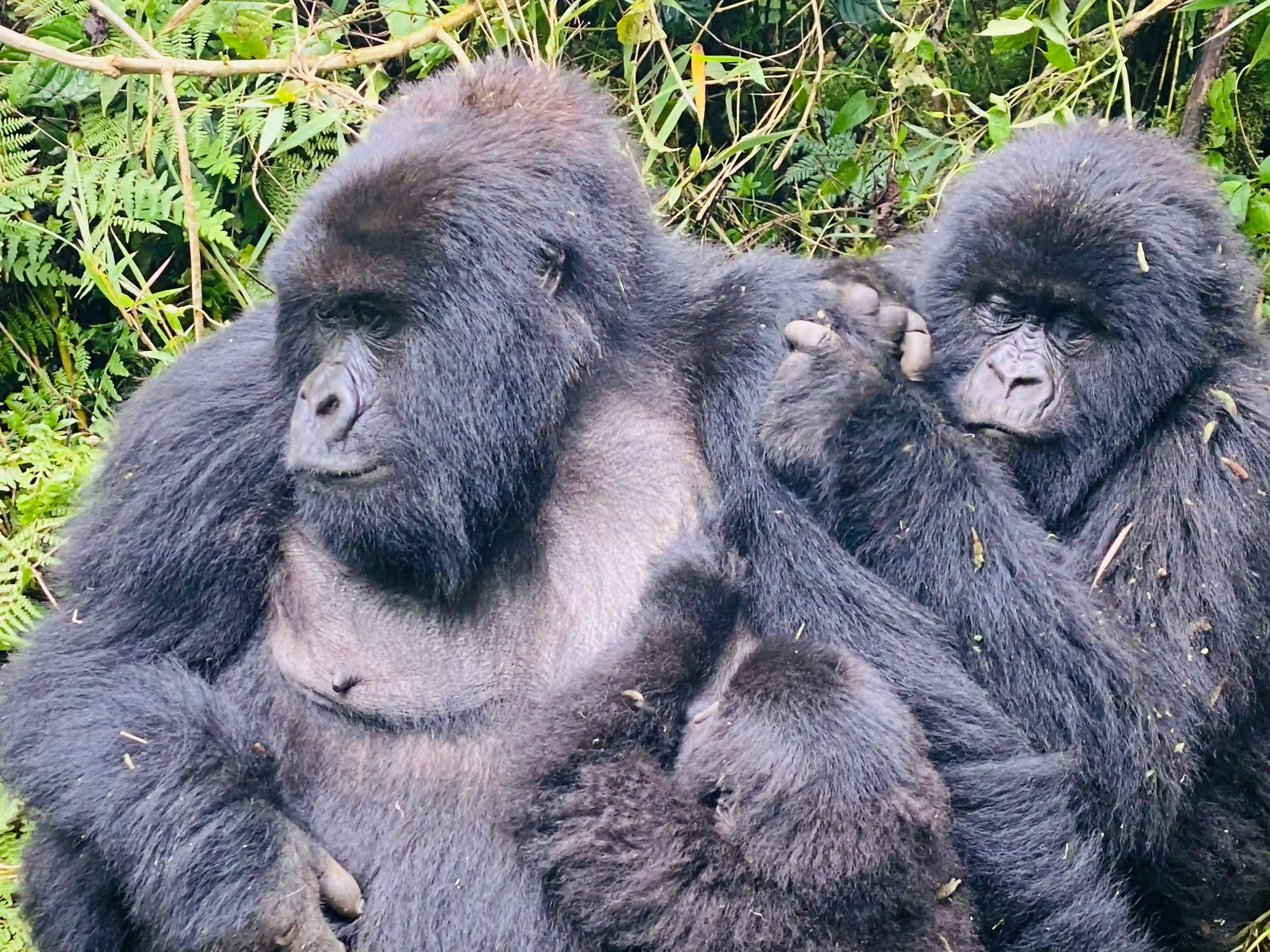 Group Mountain Gorilla Trekking in Rwanda: The Ultimate Safari Experience, a mother mountain gorilla gently watching over her young in the lush Virunga rainforest.