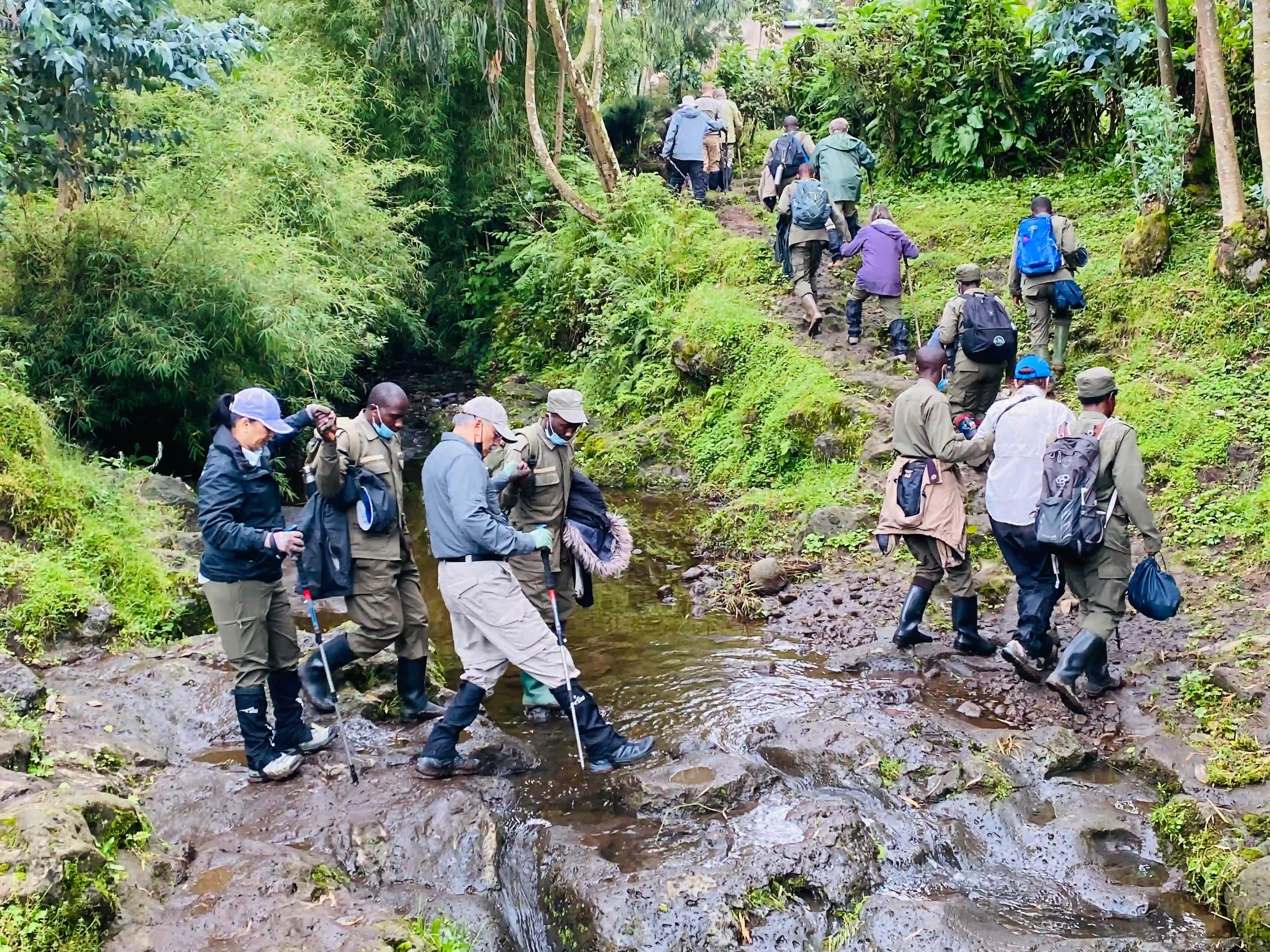 Travelers, rangers, and guides hiking through lush volcanic trails to meet gorillas – essential preparation for gorilla trekking. What to Pack for Gorilla Trekking: Updated Essential List.