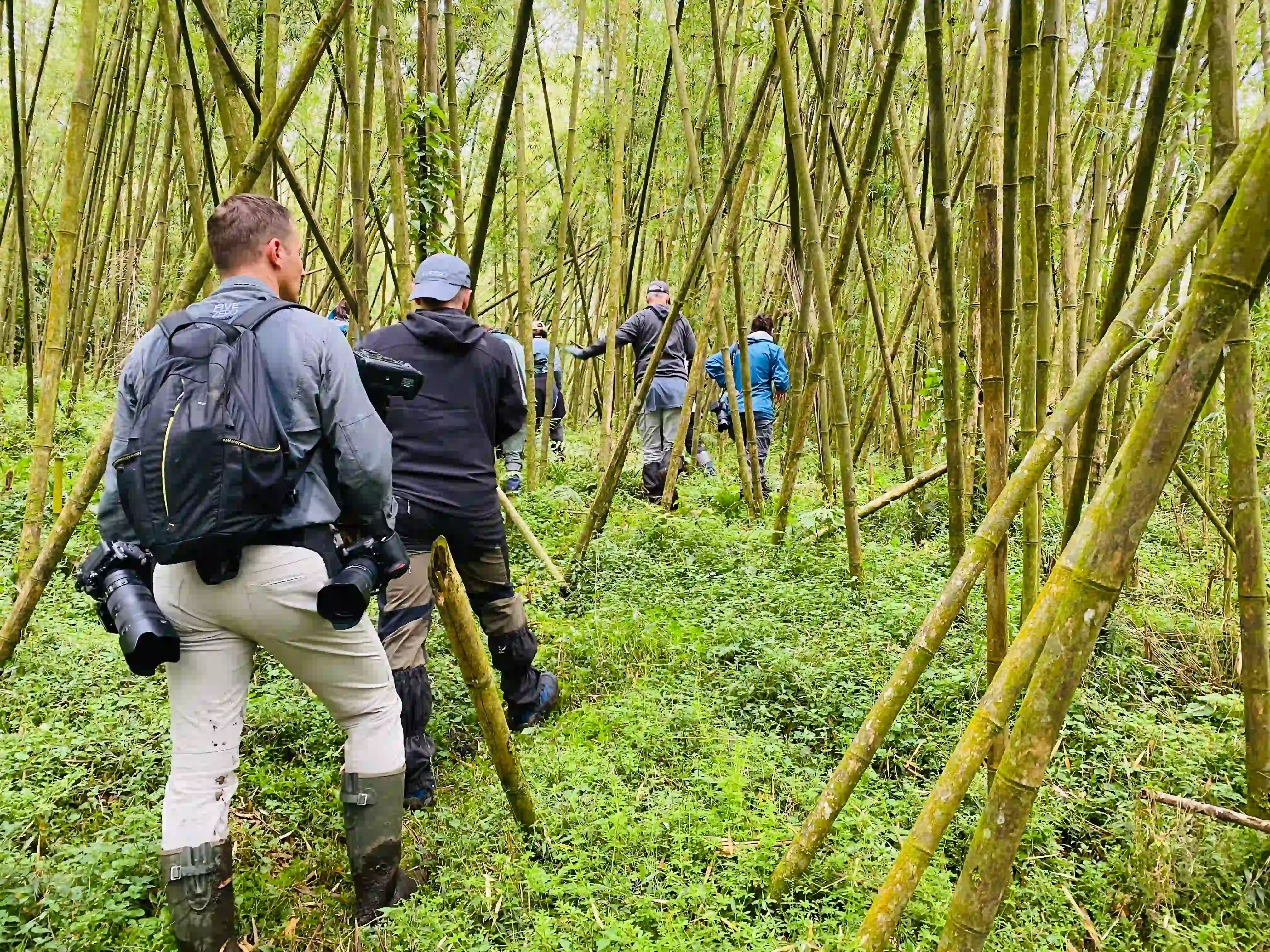 Travelers hiking through Volcanoes National Park in Rwanda on a misty trail while preparing for gorilla trekking; a visual guide for understanding the gorilla trekking age limit.